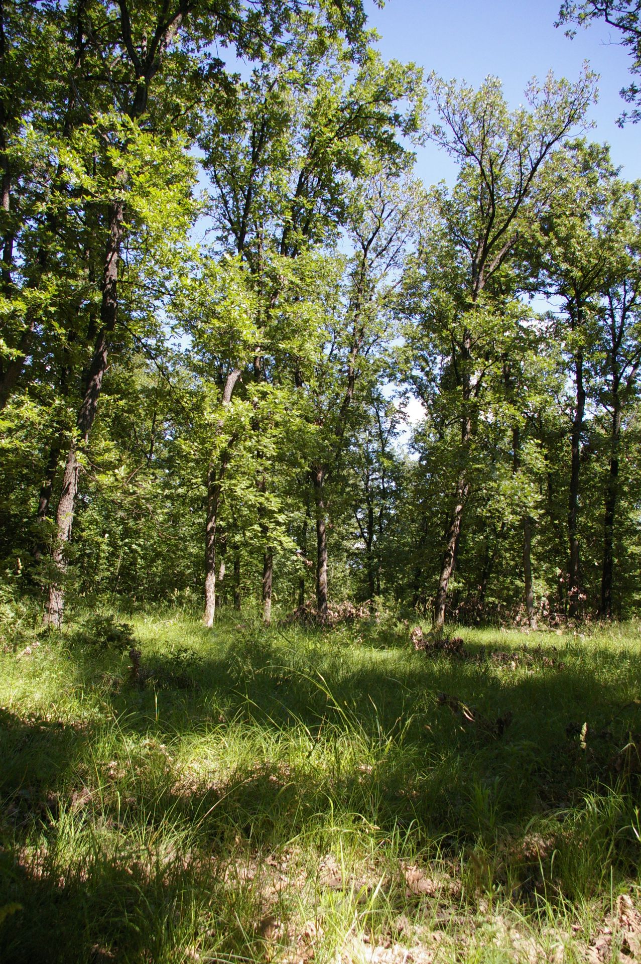9,800 sqm Forest plot located in Golemanovo, Vidin region, Bulgaria - Image 2 of 4