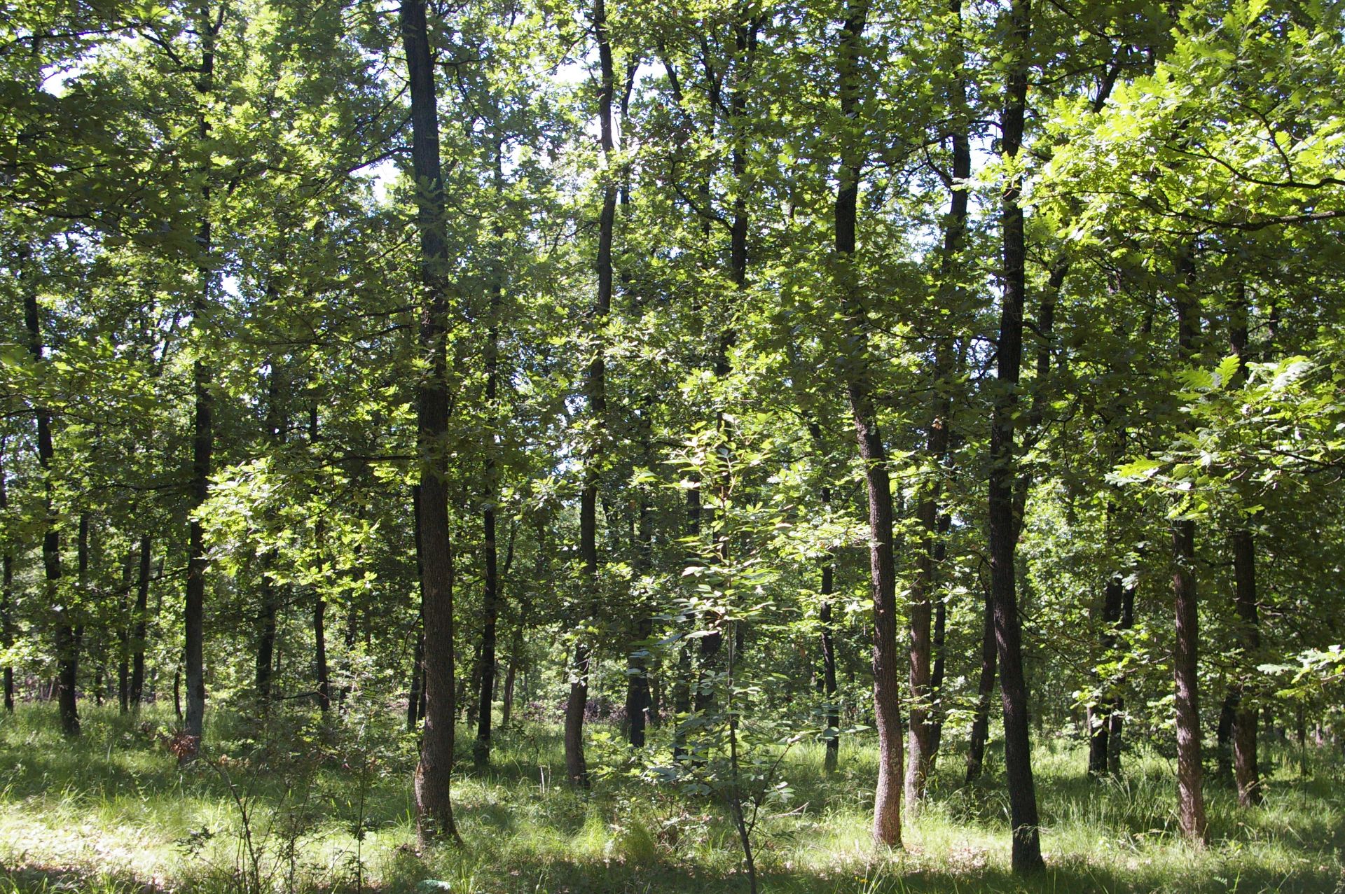 9,800 sqm Forest plot located in Golemanovo, Vidin region, Bulgaria