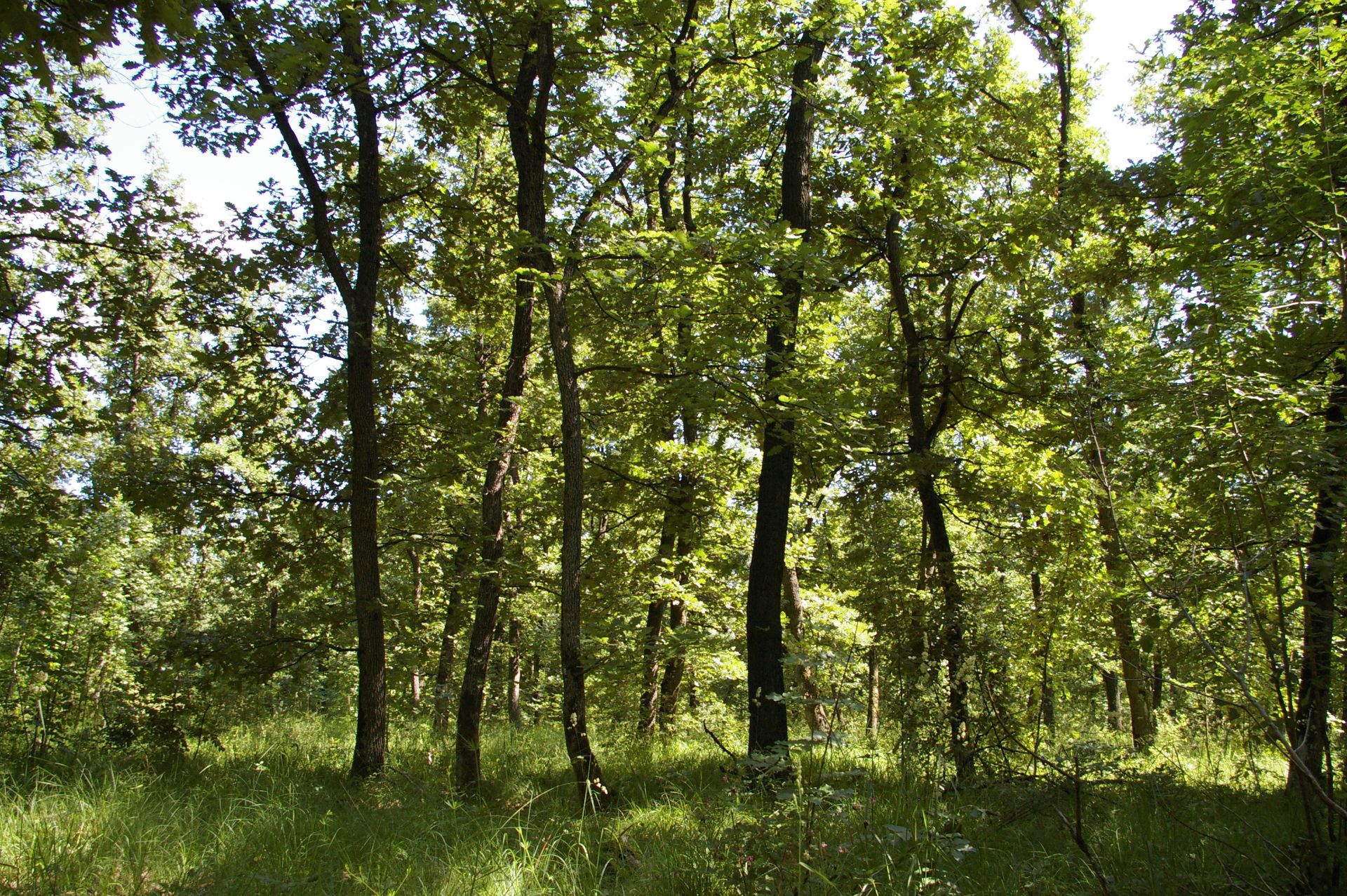 9,800 sqm Forest plot located in Golemanovo, Vidin region, Bulgaria - Image 3 of 4