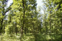 8,000 sqm Forest plot located in Vurtop, Vidin region, Bulgaria
