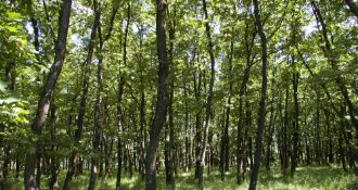 2,500 sqm Oak Forest plot located in Milchina Luka, Vidin region, Bulgaria