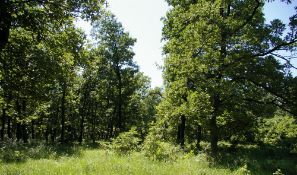 8,001 sqm Oak Forest plot located in Bela Rada, Vidin region, Bulgaria