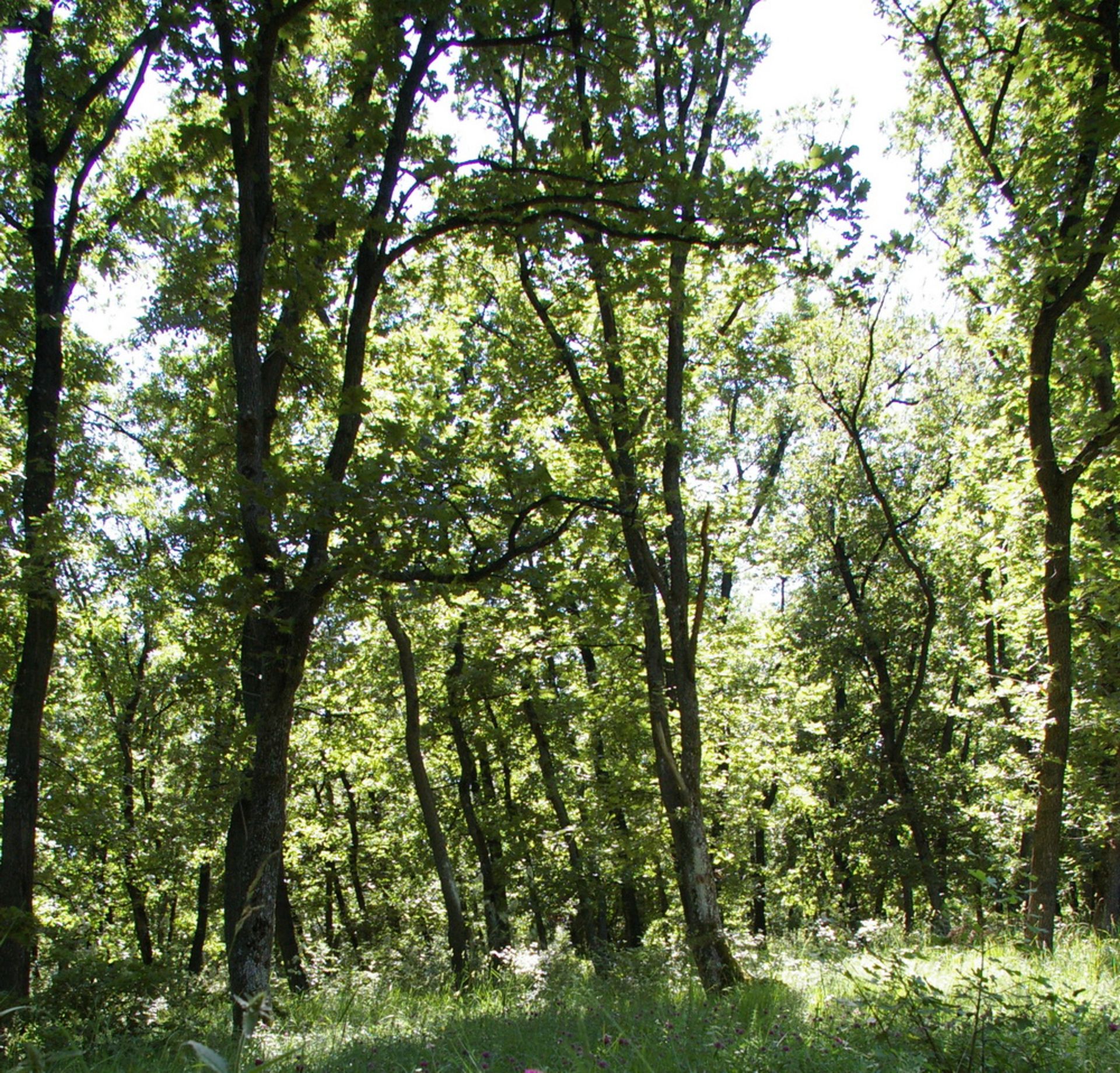 8,001 sqm Oak Forest plot located in Bela Rada, Vidin region, Bulgaria - Image 4 of 8