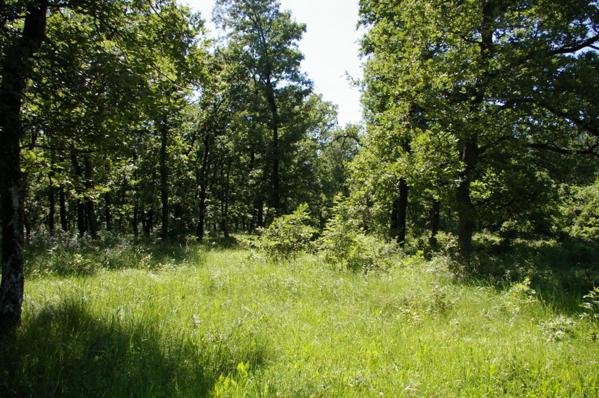 8,001 sqm Oak Forest plot located in Bela Rada, Vidin region, Bulgaria - Image 2 of 8