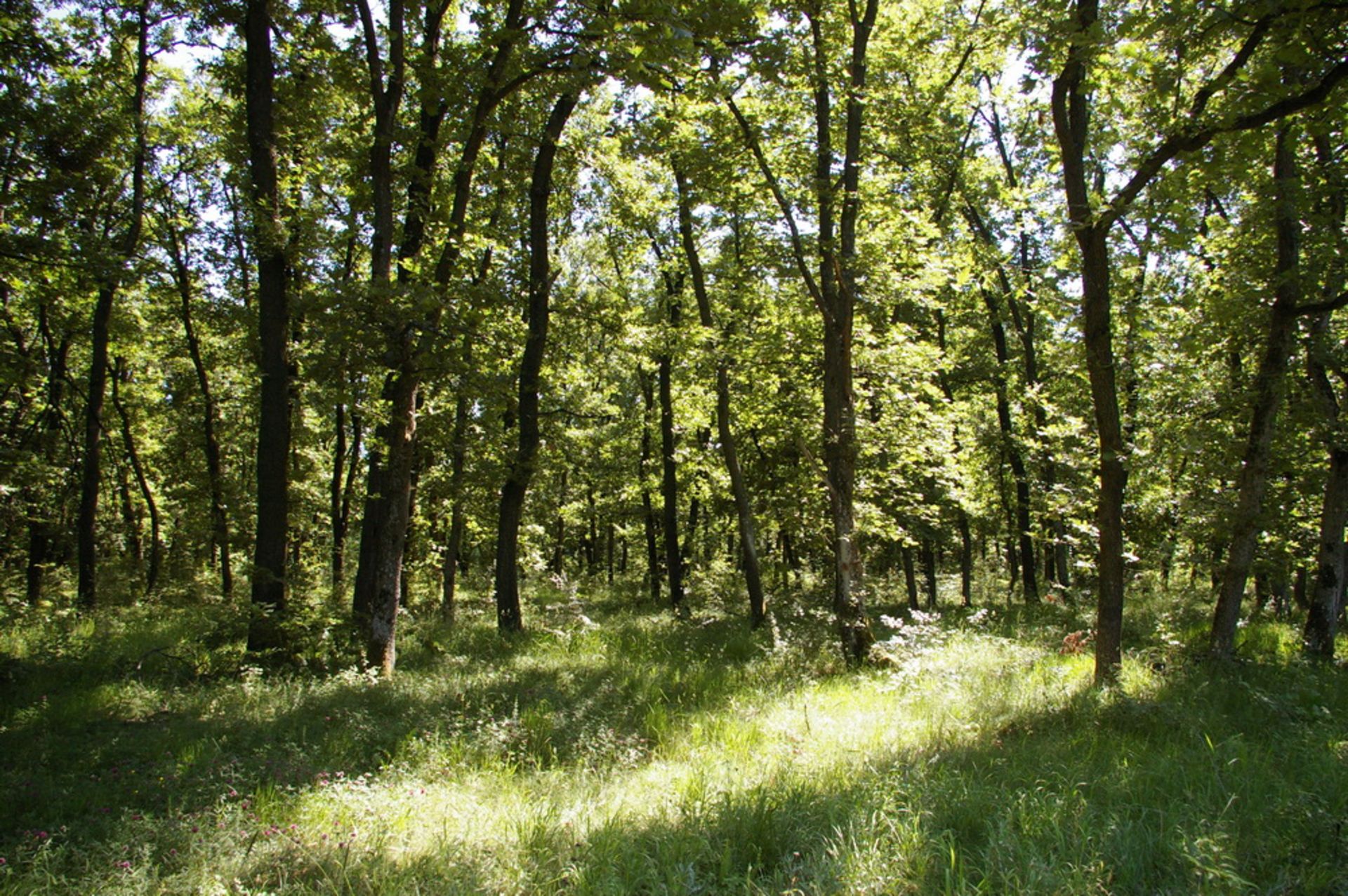 1,500 sqm Forest plot located in Vurtop, Vidin region, Bulgaria - Image 2 of 5