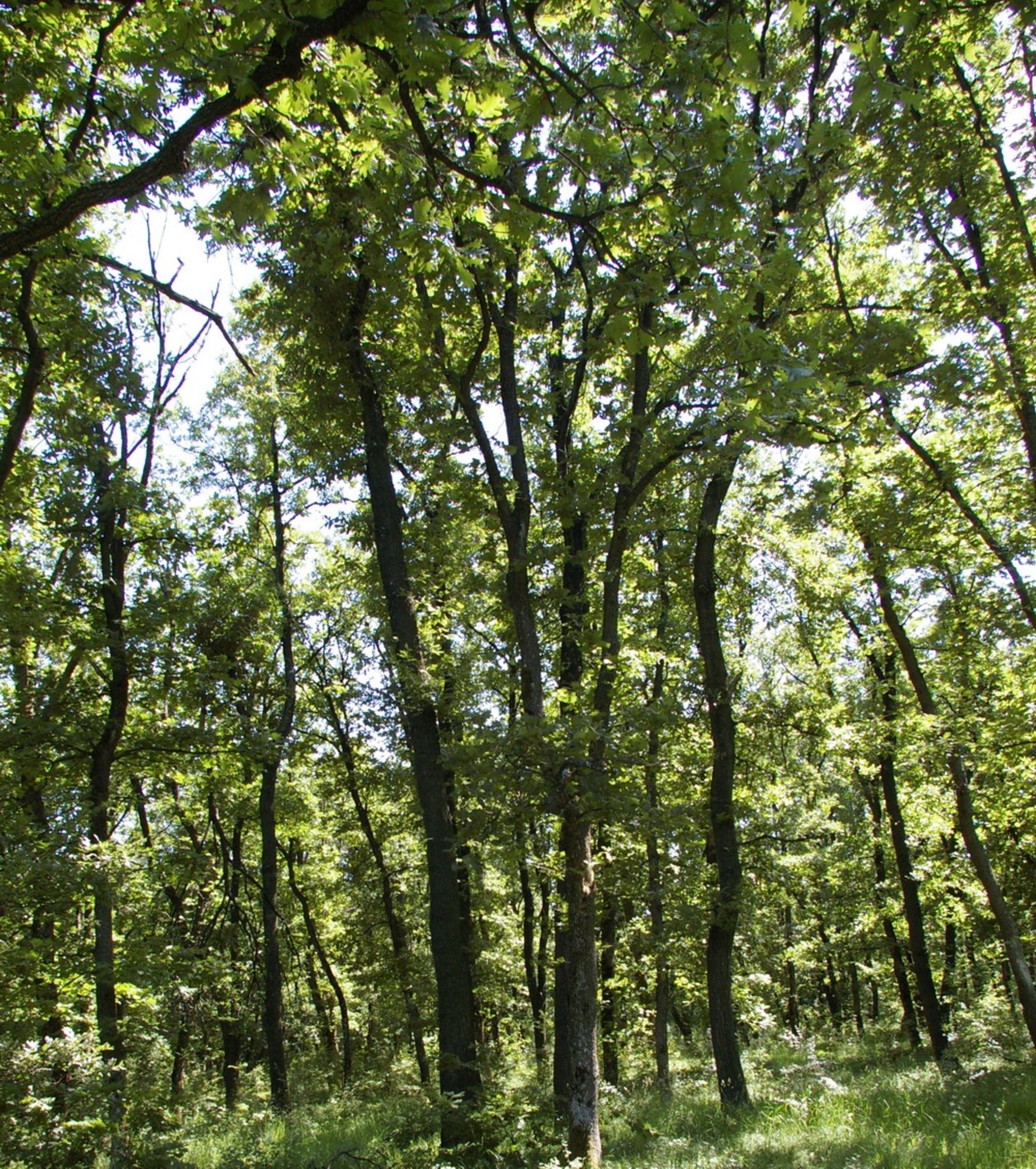 1,500 sqm Forest plot located in Vurtop, Vidin region, Bulgaria - Image 4 of 5