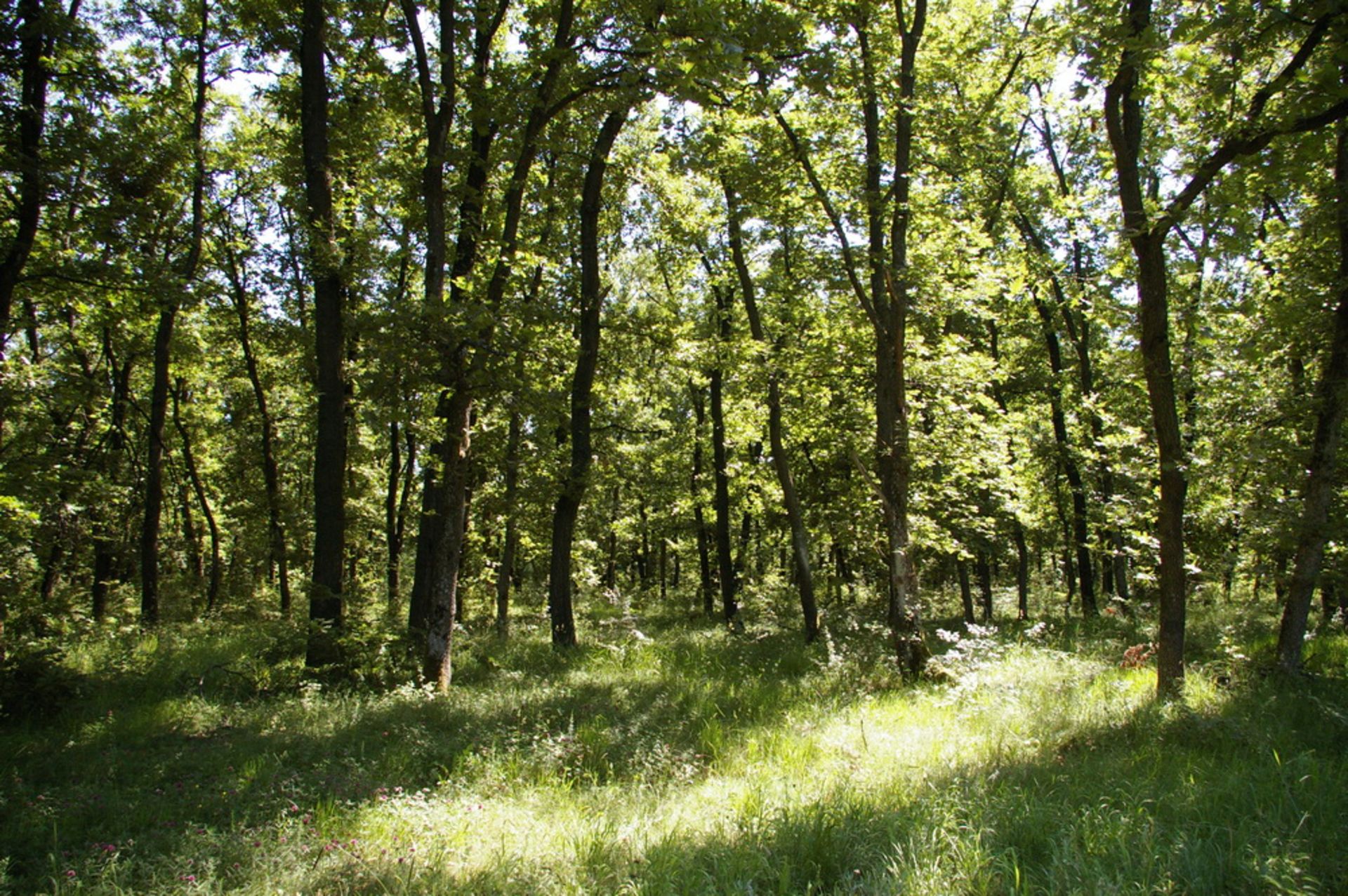 1,500 sqm Forest plot located in Vurtop, Vidin region, Bulgaria - Image 3 of 5