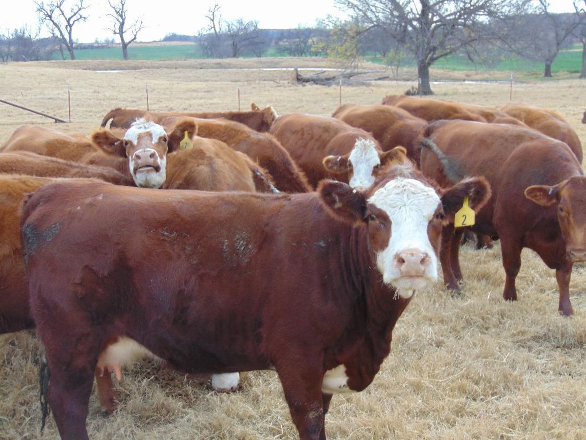 (8) First Calf Pairs , Red & Red Baldy - Image 18 of 24