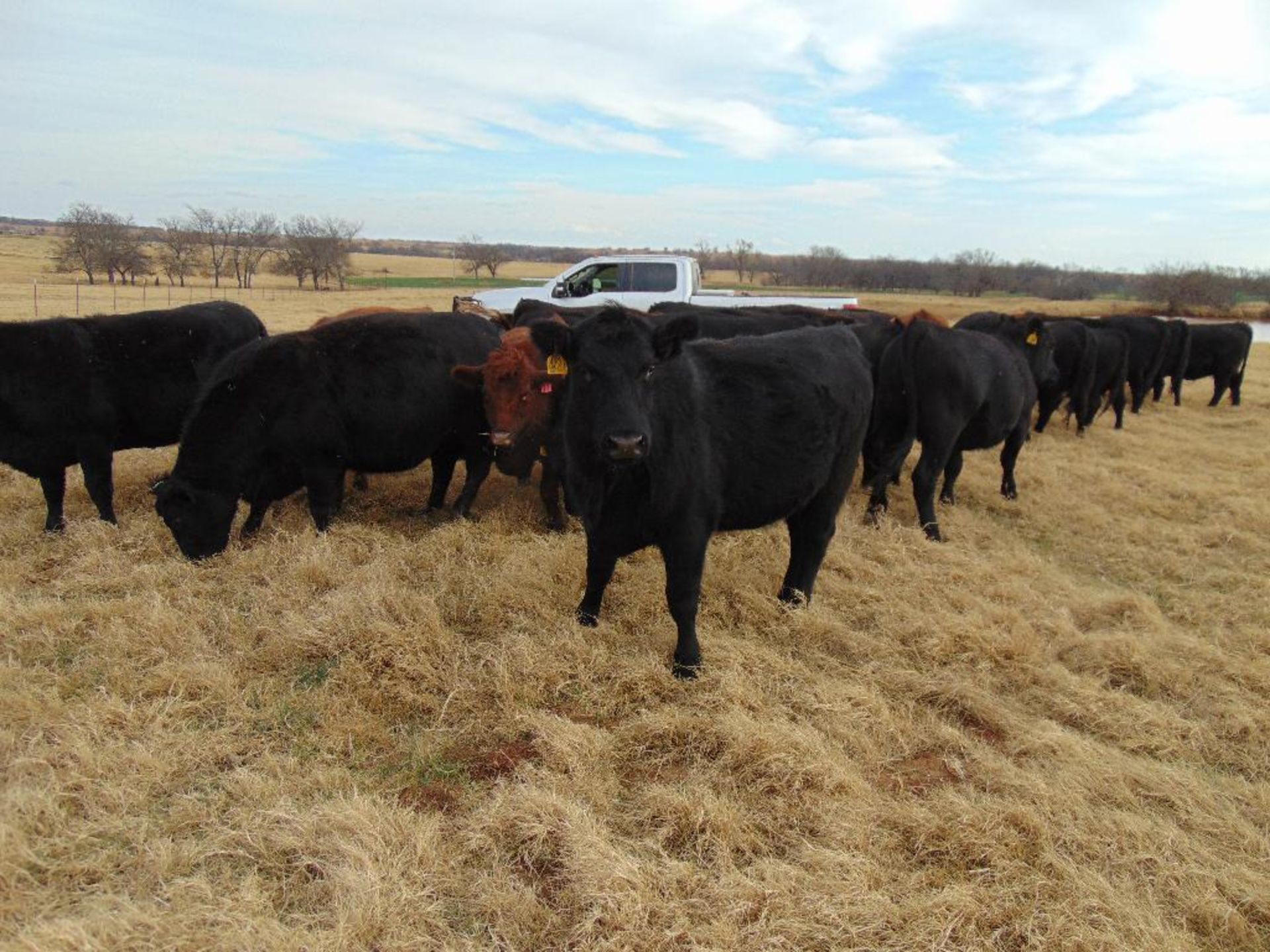 (5) Black First Calf Heifers bred to McIntire Red Angus Bull, should start calving in January, - Image 13 of 24