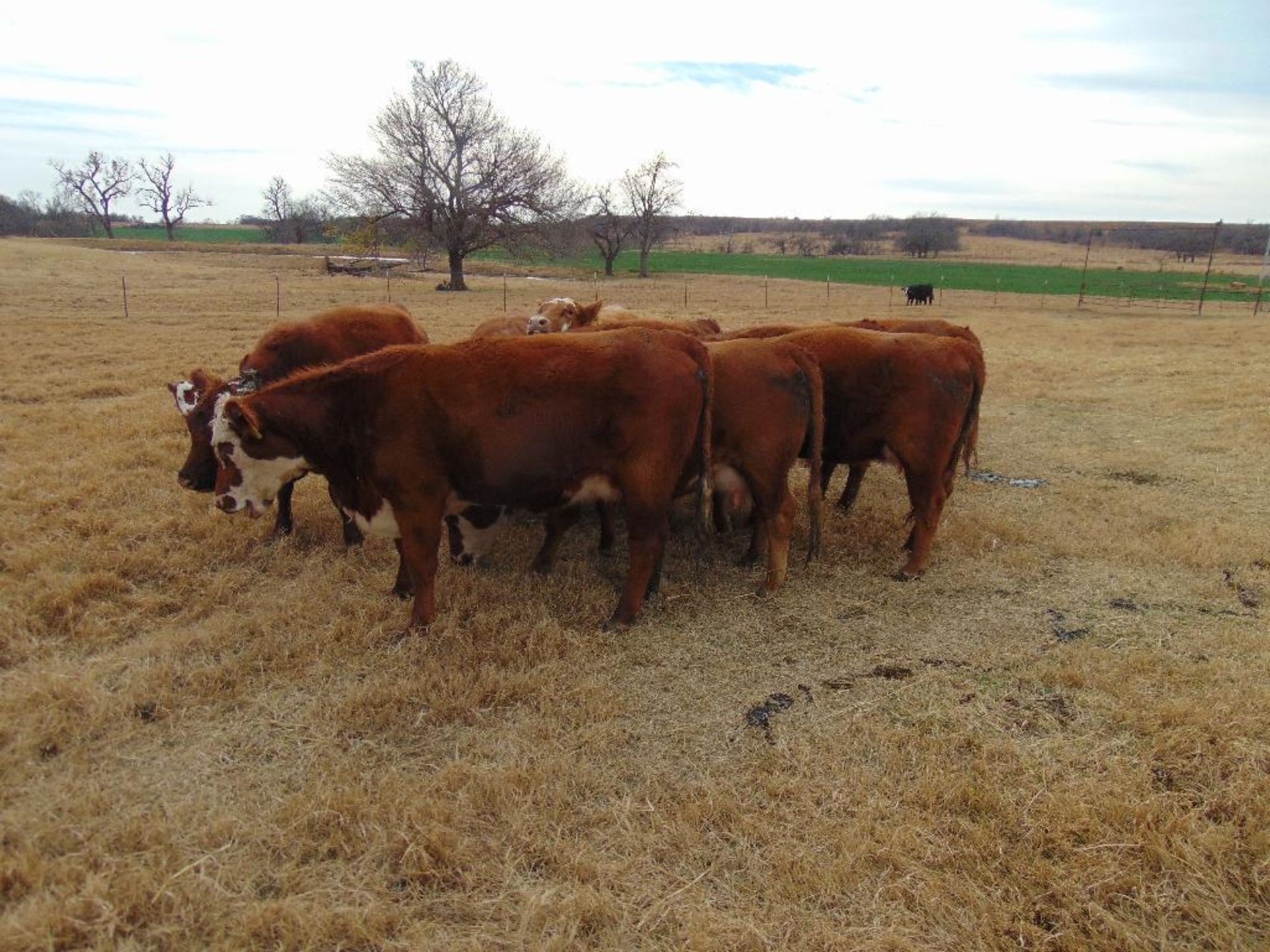 (5) First Calf Pairs, Red & Red Baldy - Image 10 of 24