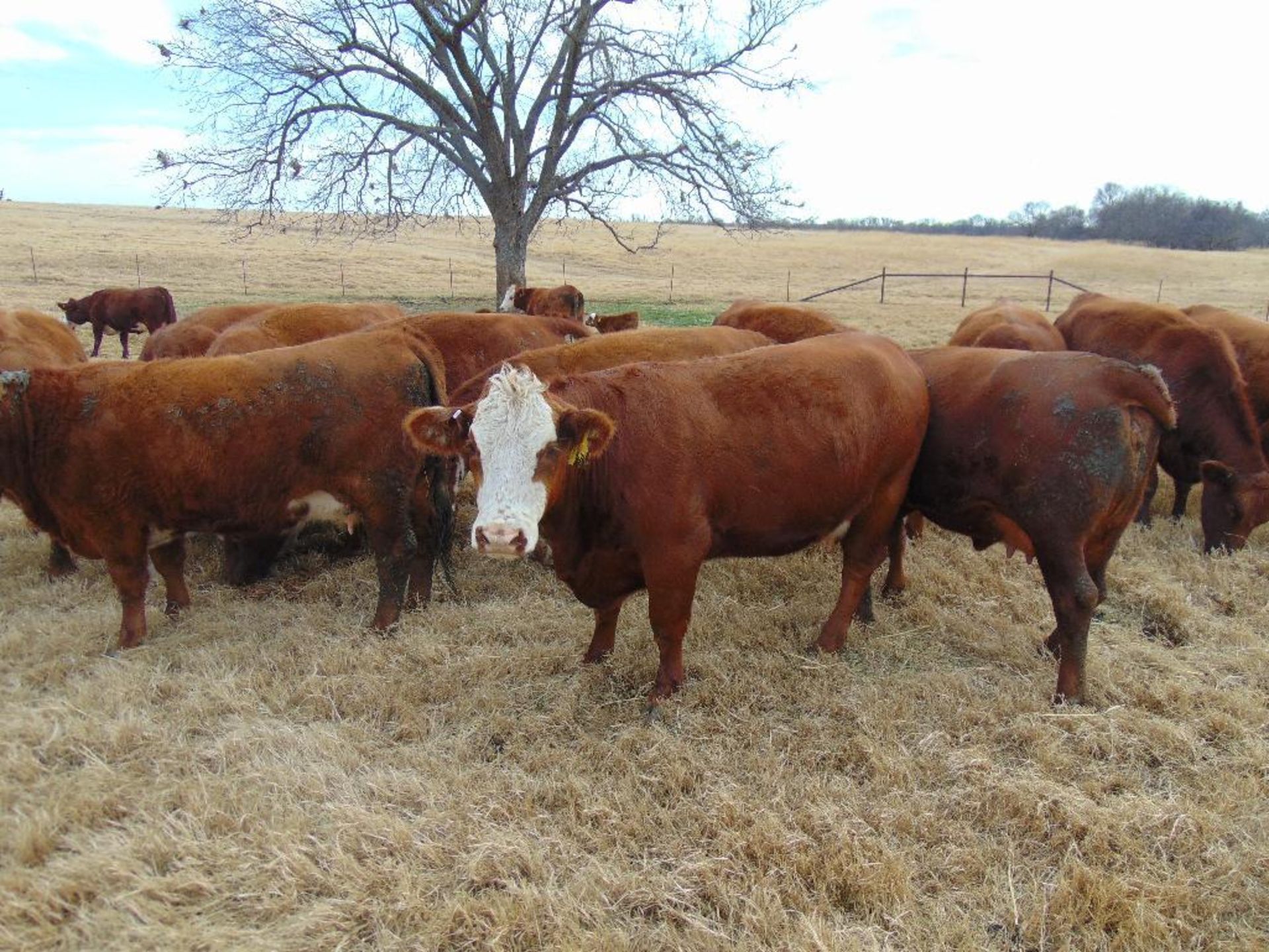 (5) Bred Heifers , Red & Red Baldy - Image 2 of 22