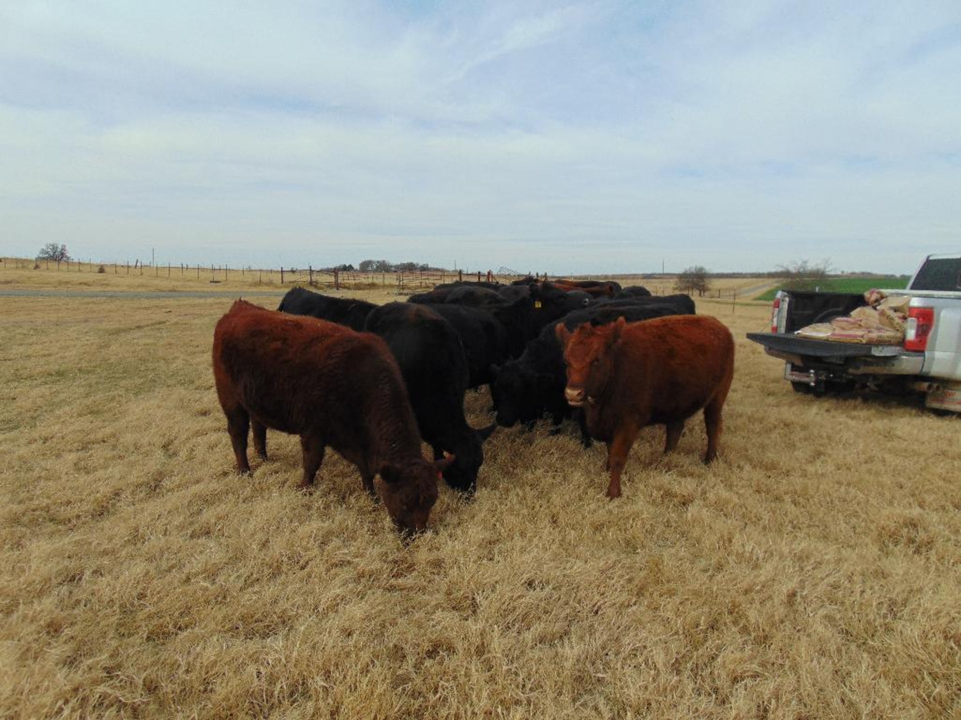 (5) Black First Calf Heifers bred to McIntire Red Angus Bull, should start calving in January, - Image 18 of 24