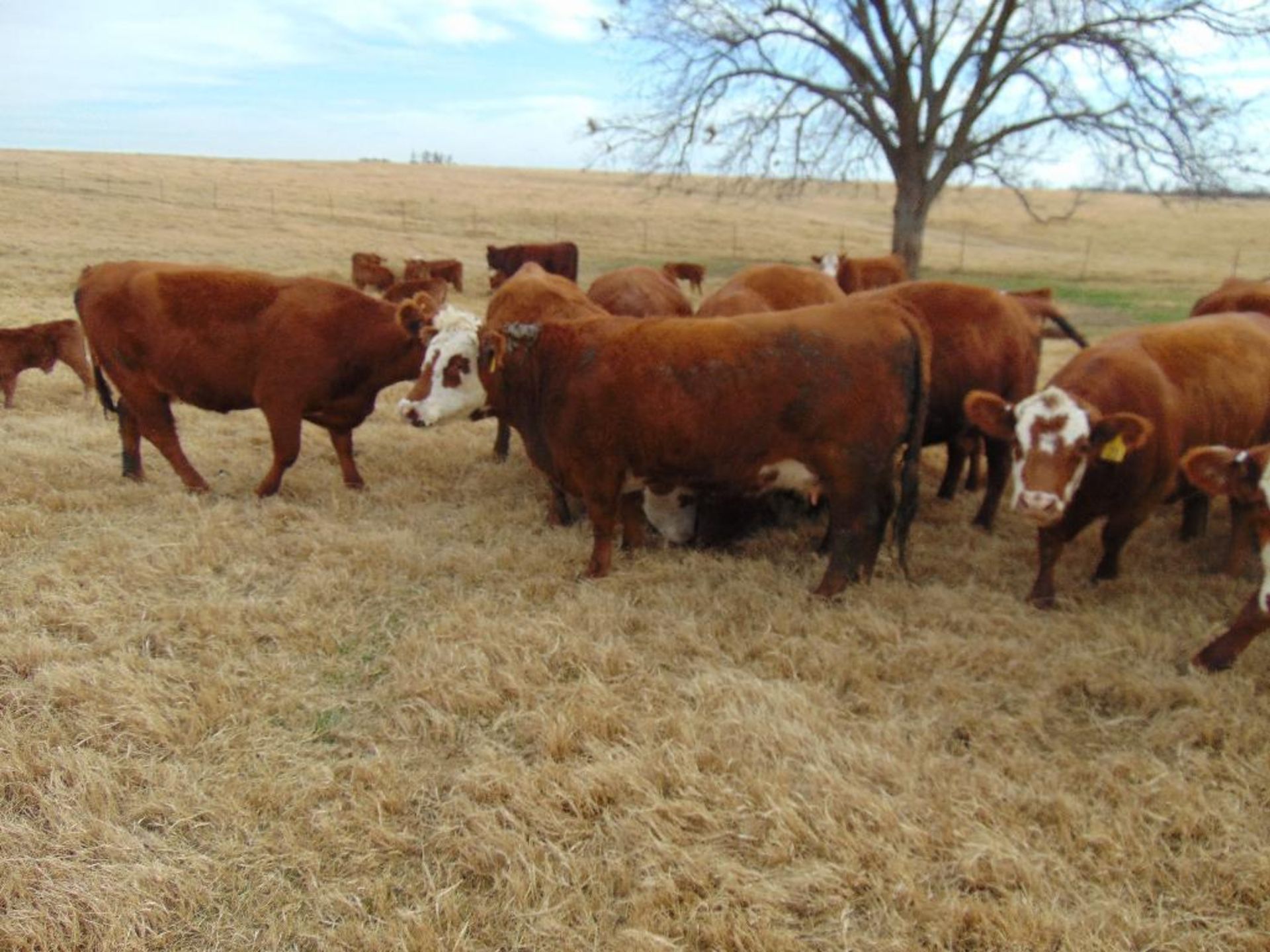 (8) First Calf Pairs , Red & Red Baldy - Image 23 of 24