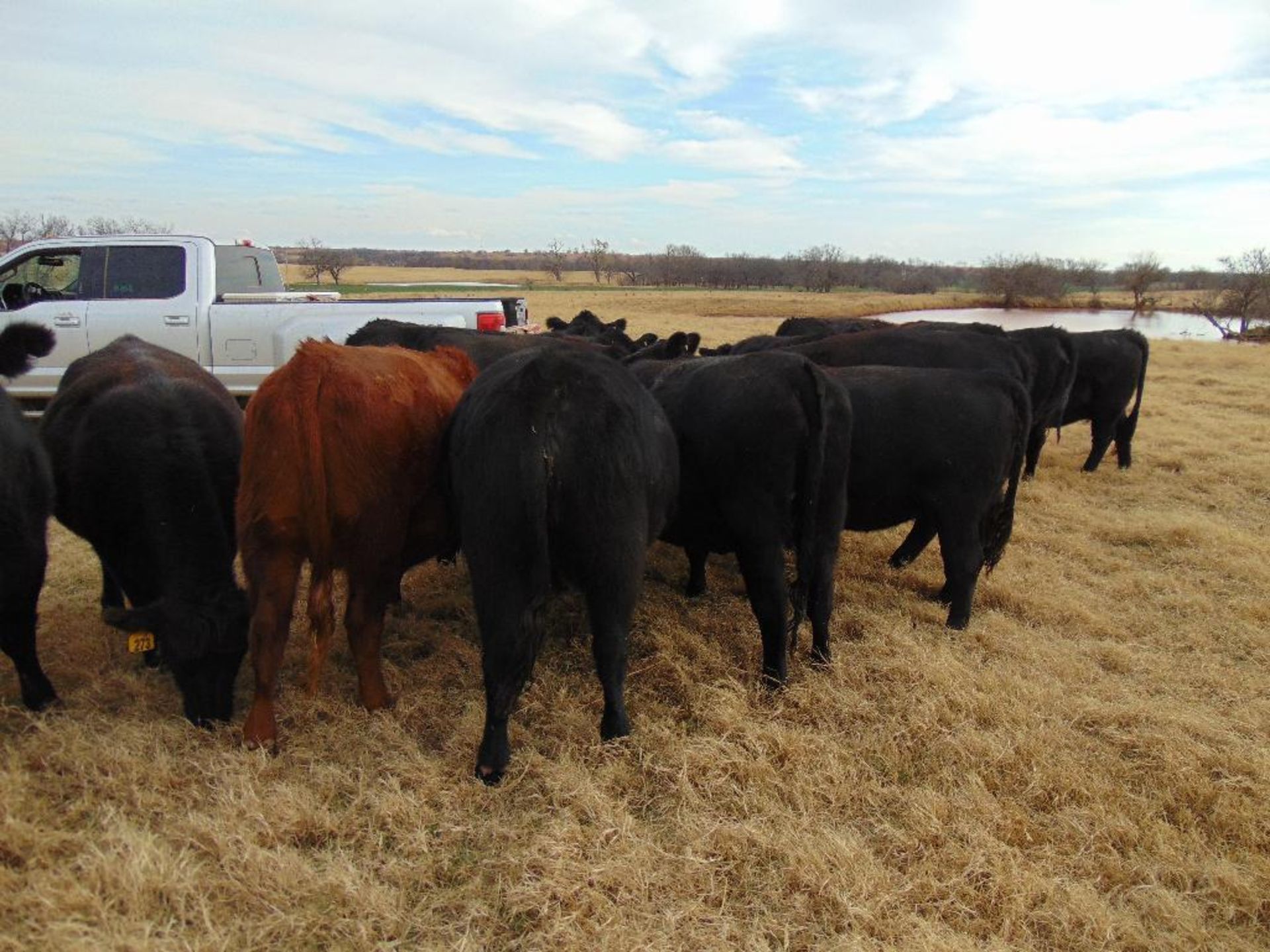 (5) Black First Calf Heifers bred to McIntire Red Angus Bull, should start calving in January, - Image 15 of 24