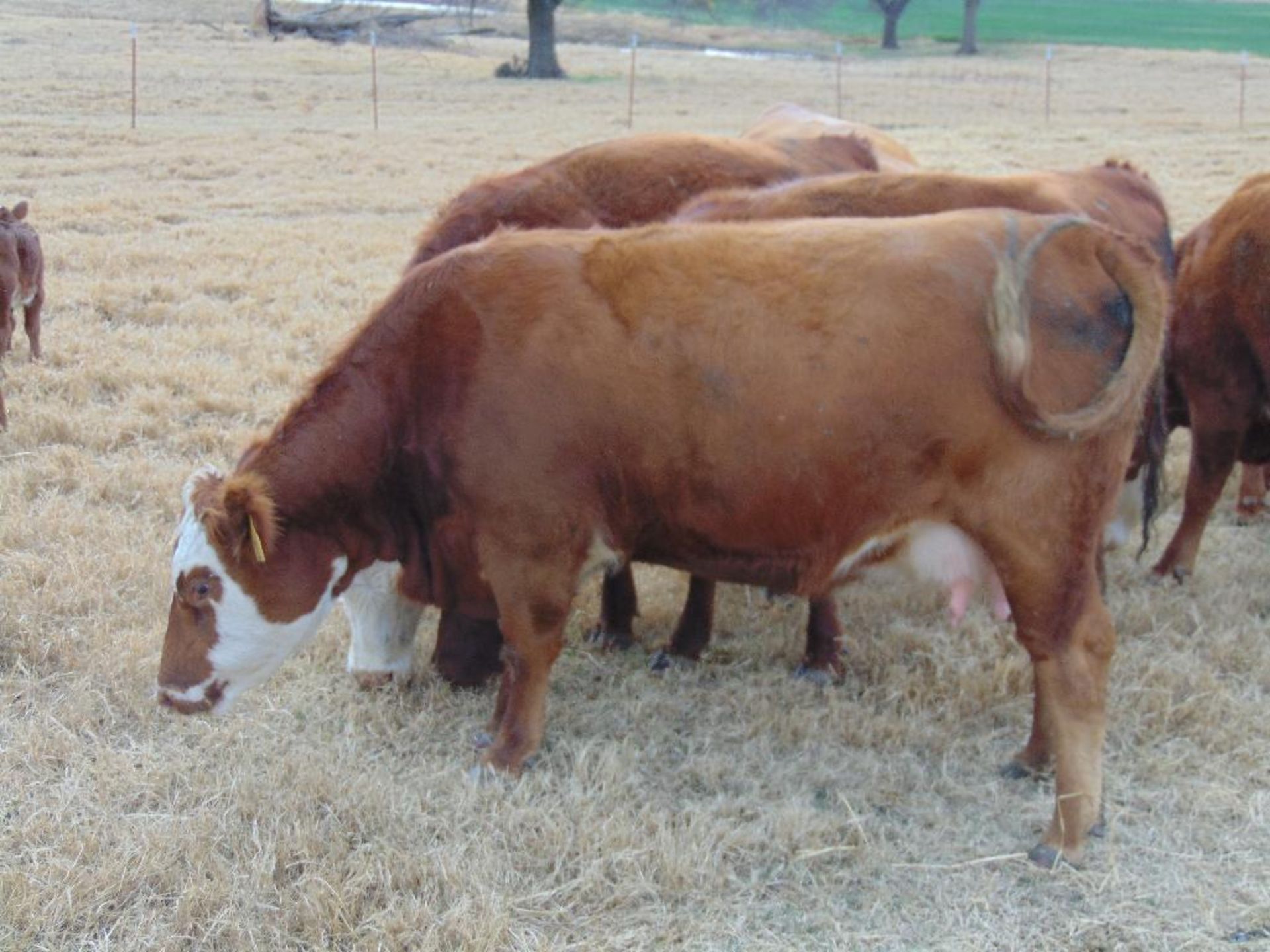 (8) First Calf Pairs , Red & Red Baldy - Image 16 of 24