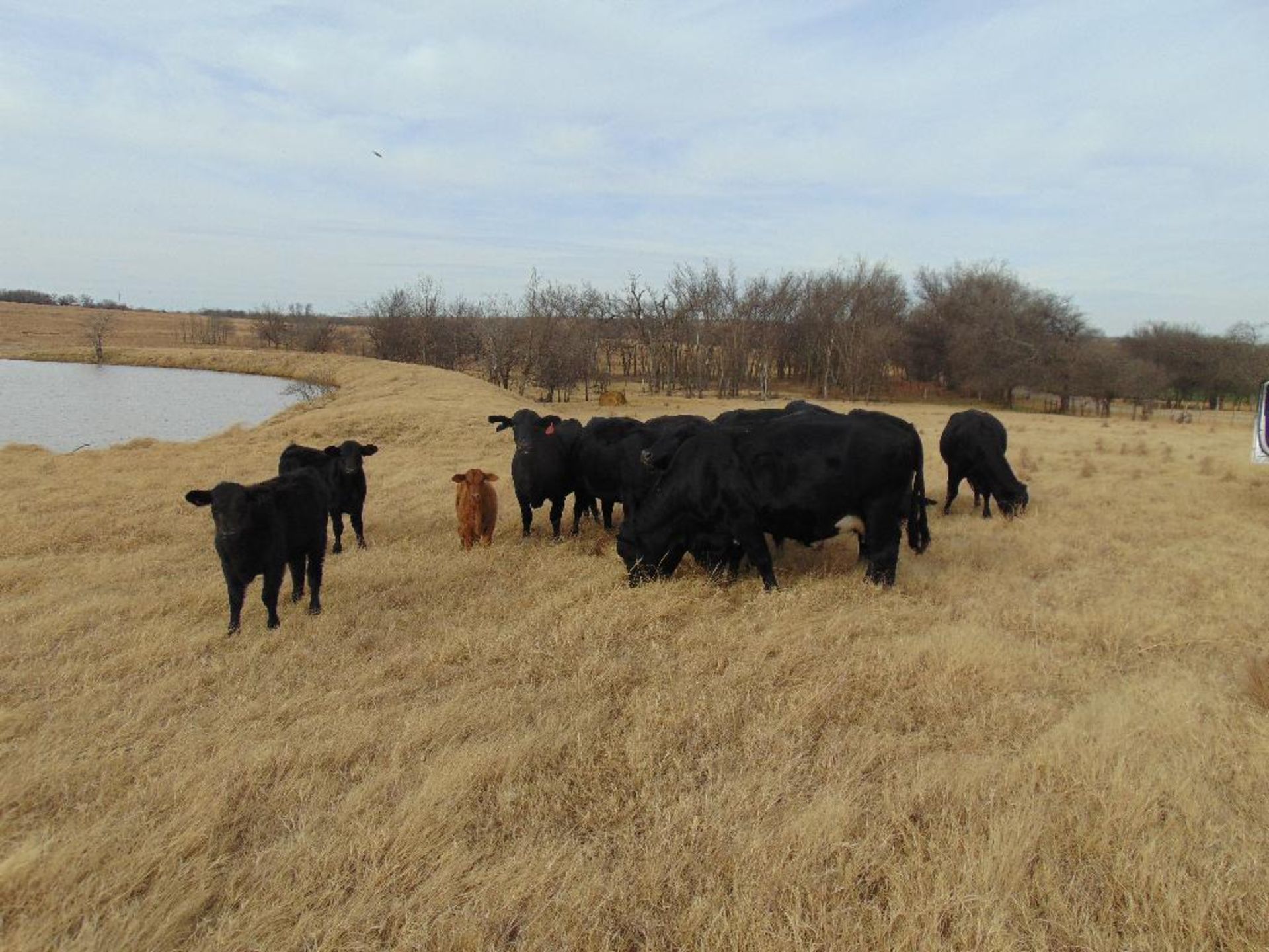 (10) Black Crossbred 5 year old Bred Cows , 3 calves, (2) calves weigh approx 300lbs, (1) baby calf, - Image 8 of 8