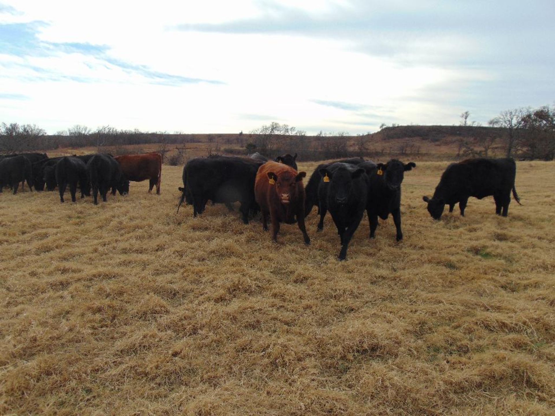 (5) Red Angus First Calf Heifers bred to McIntire Red Angus Bull, Calving in January