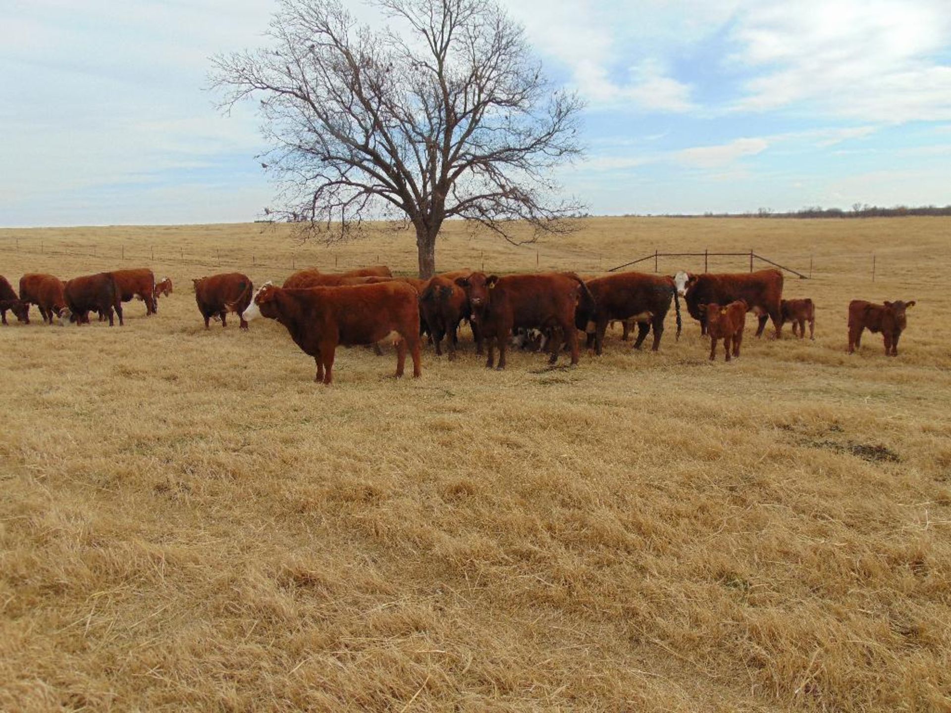 (5) First Calf Pairs, Red & Red Baldy - Image 5 of 24