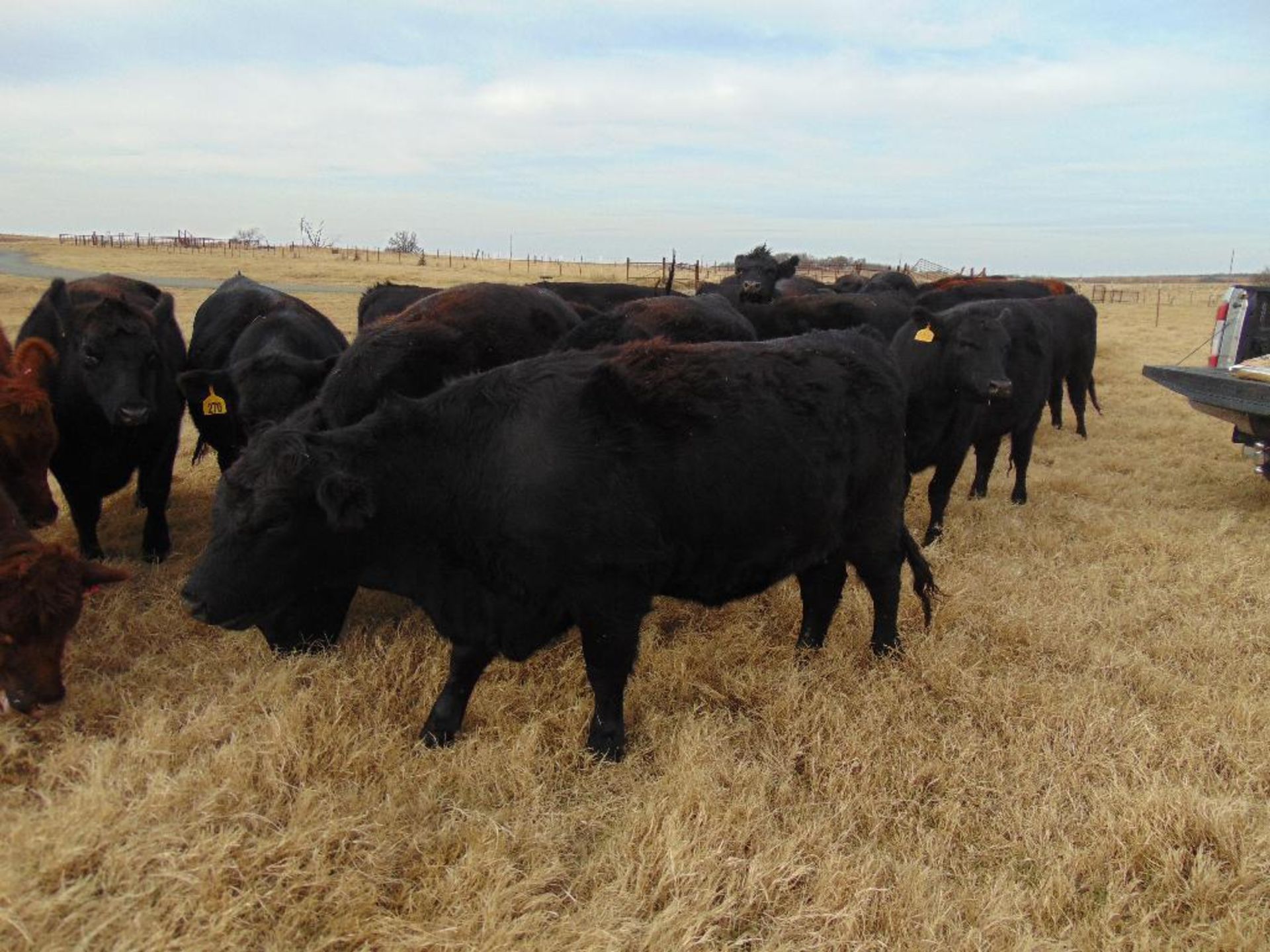 (5) Black First Calf Heifers bred to McIntire Red Angus Bull, should start calving in January, - Image 2 of 24