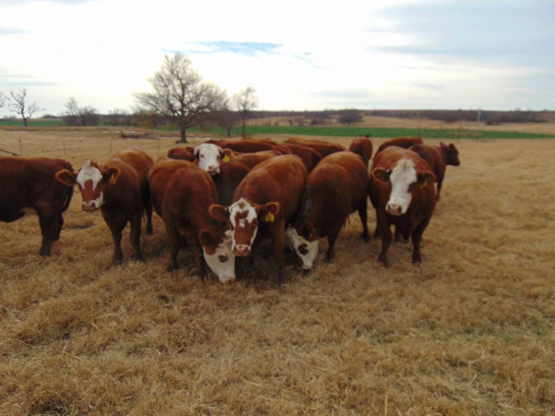 (5) Bred Heifers , Red & Red Baldy - Image 19 of 22