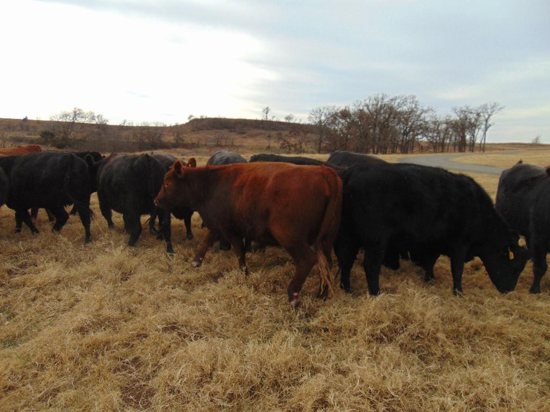 (5) Black First Calf Heifers bred to McIntire Red Angus Bull, should start calving in January, - Image 10 of 24