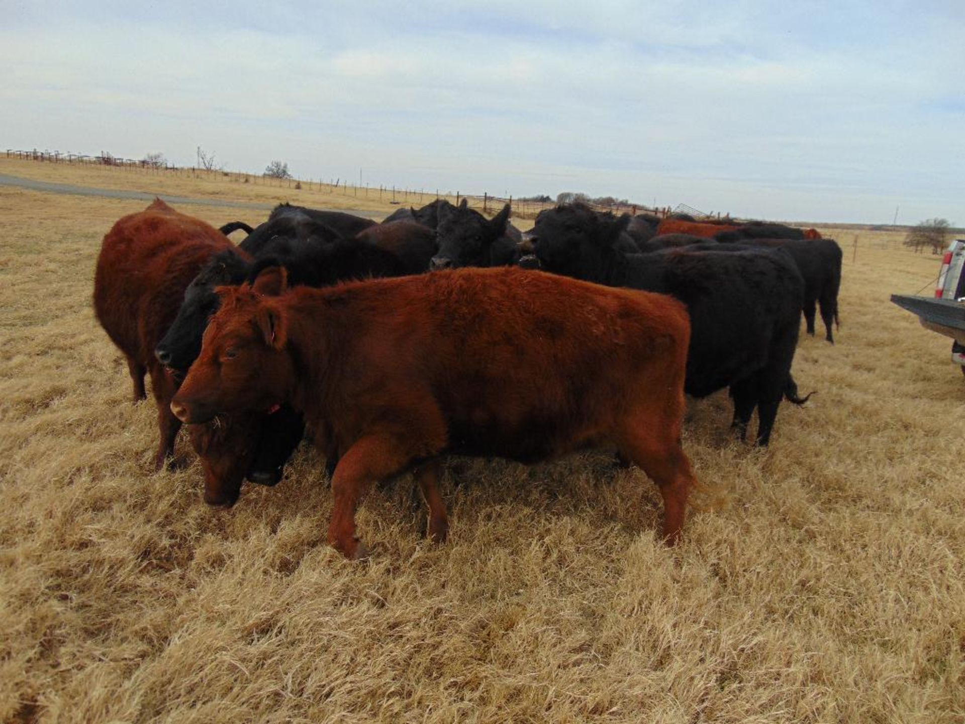 (5) Black First Calf Heifers bred to McIntire Red Angus Bull, should start calving in January, - Image 19 of 24