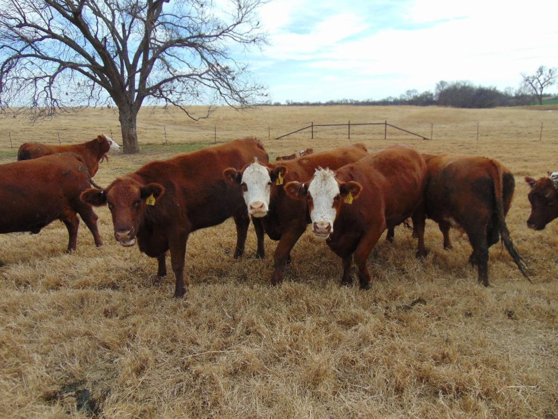 (5) Bred Heifers, Red & Red Baldy - Image 9 of 22