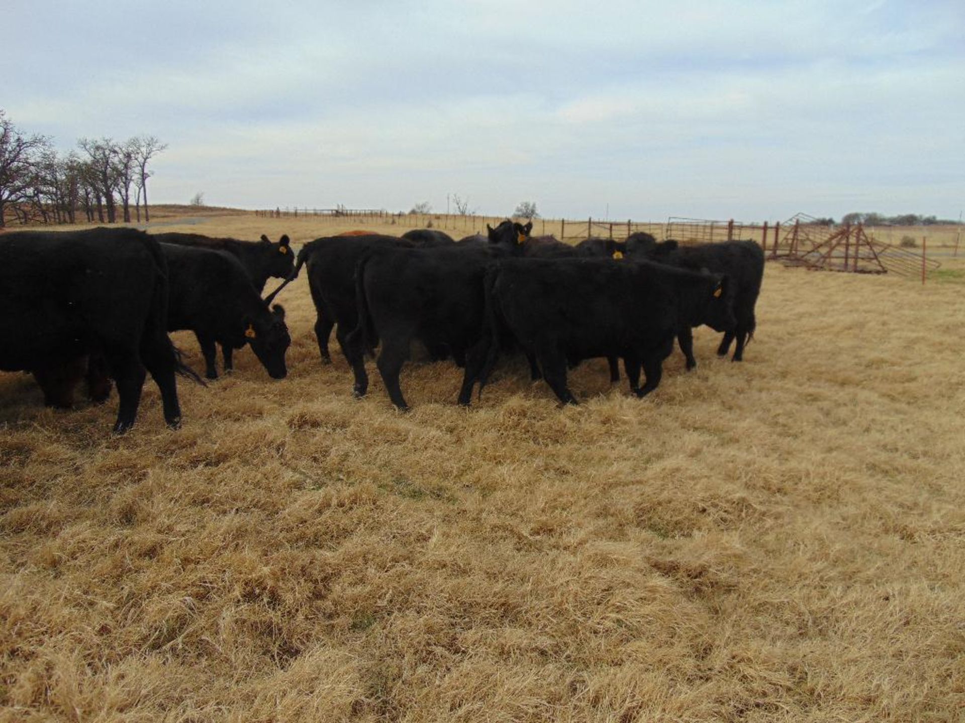 (5) Black First Calf Heifers bred to McIntire Red Angus Bull, should start calving in January, - Image 3 of 24