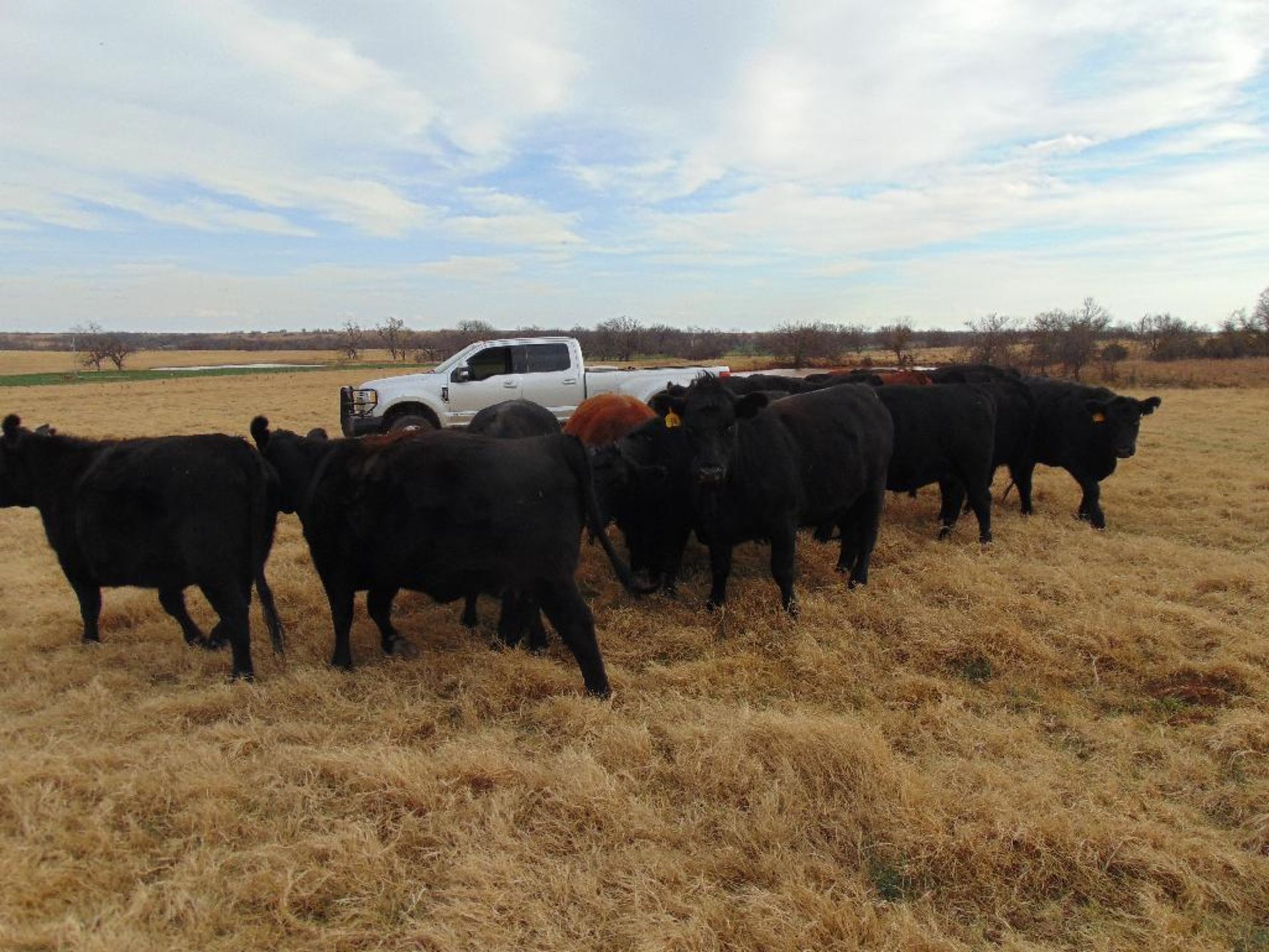 (5) Black First Calf Heifers bred to McIntire Red Angus Bull, should start calving in January, - Image 11 of 24