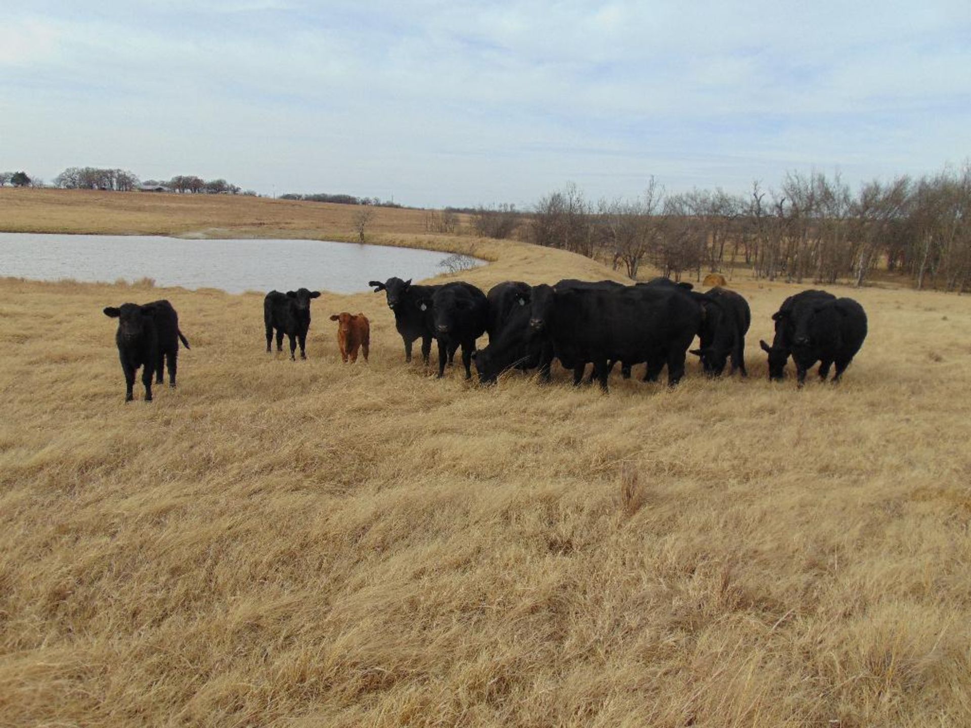 (10) Black Crossbred 5 year old Bred Cows , 3 calves, (2) calves weigh approx 300lbs, (1) baby calf, - Image 5 of 8