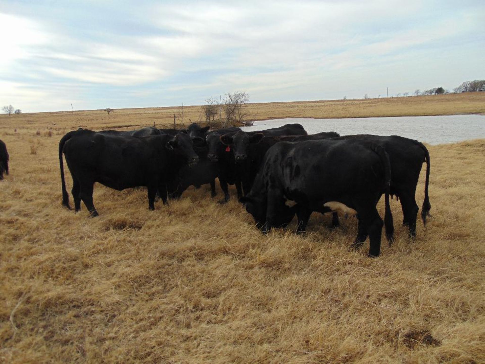 (10) Black Crossbred 5 year old Bred Cows , 3 calves, (2) calves weigh approx 300lbs, (1) baby calf, - Image 2 of 8