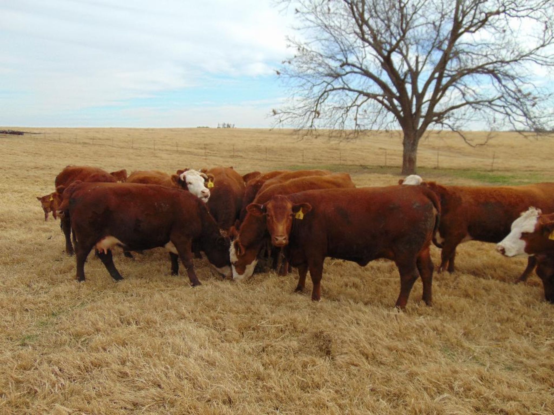 (5) Bred Heifers , Red & Red Baldy - Image 7 of 22