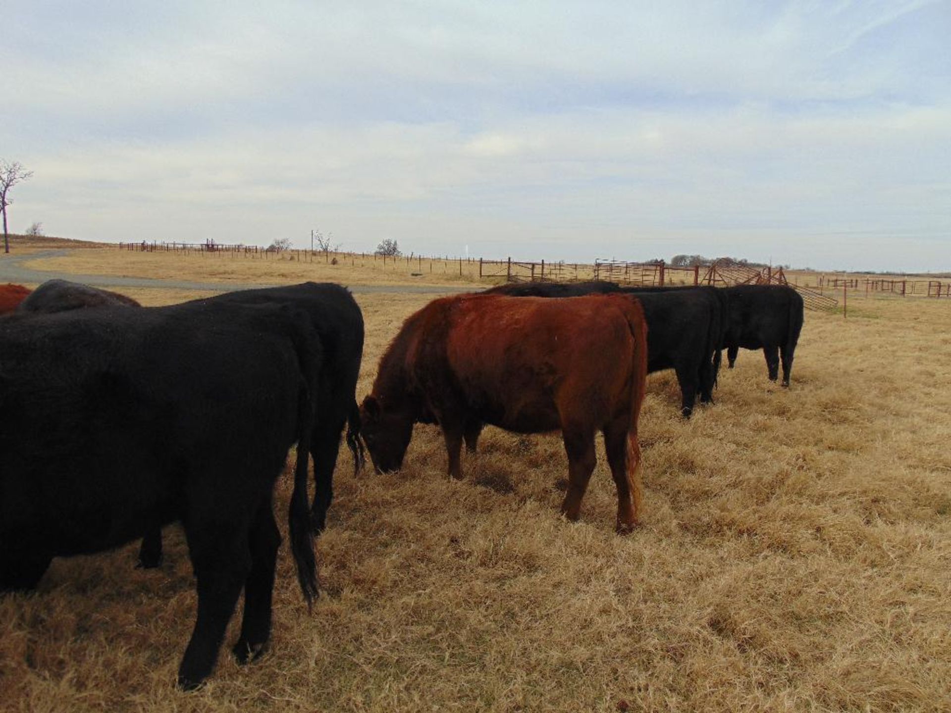 (5) Black First Calf Heifers bred to McIntire Red Angus Bull, should start calving in January, - Image 23 of 24