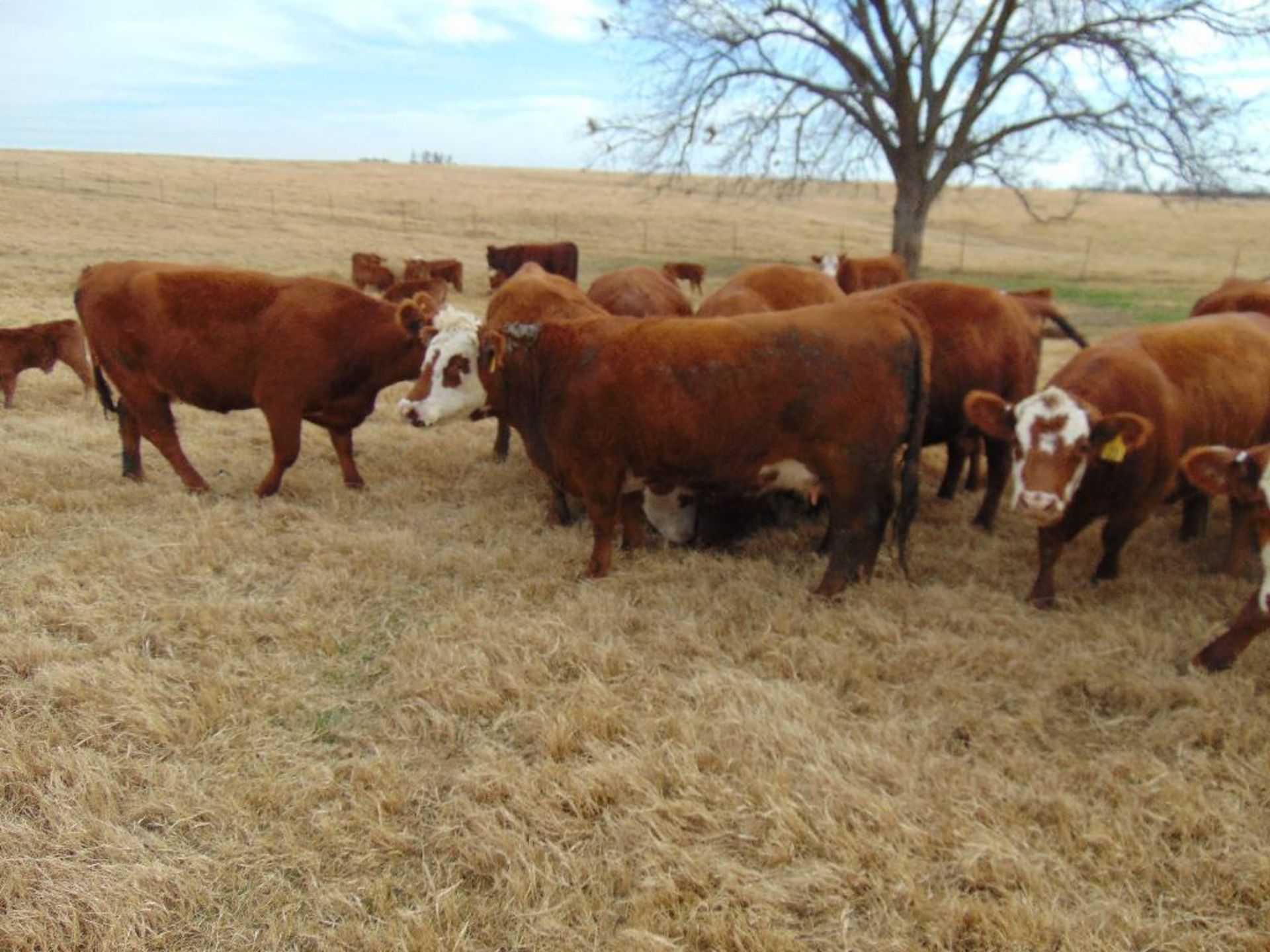 (5) Bred Heifers, Red & Red Baldy - Image 21 of 22