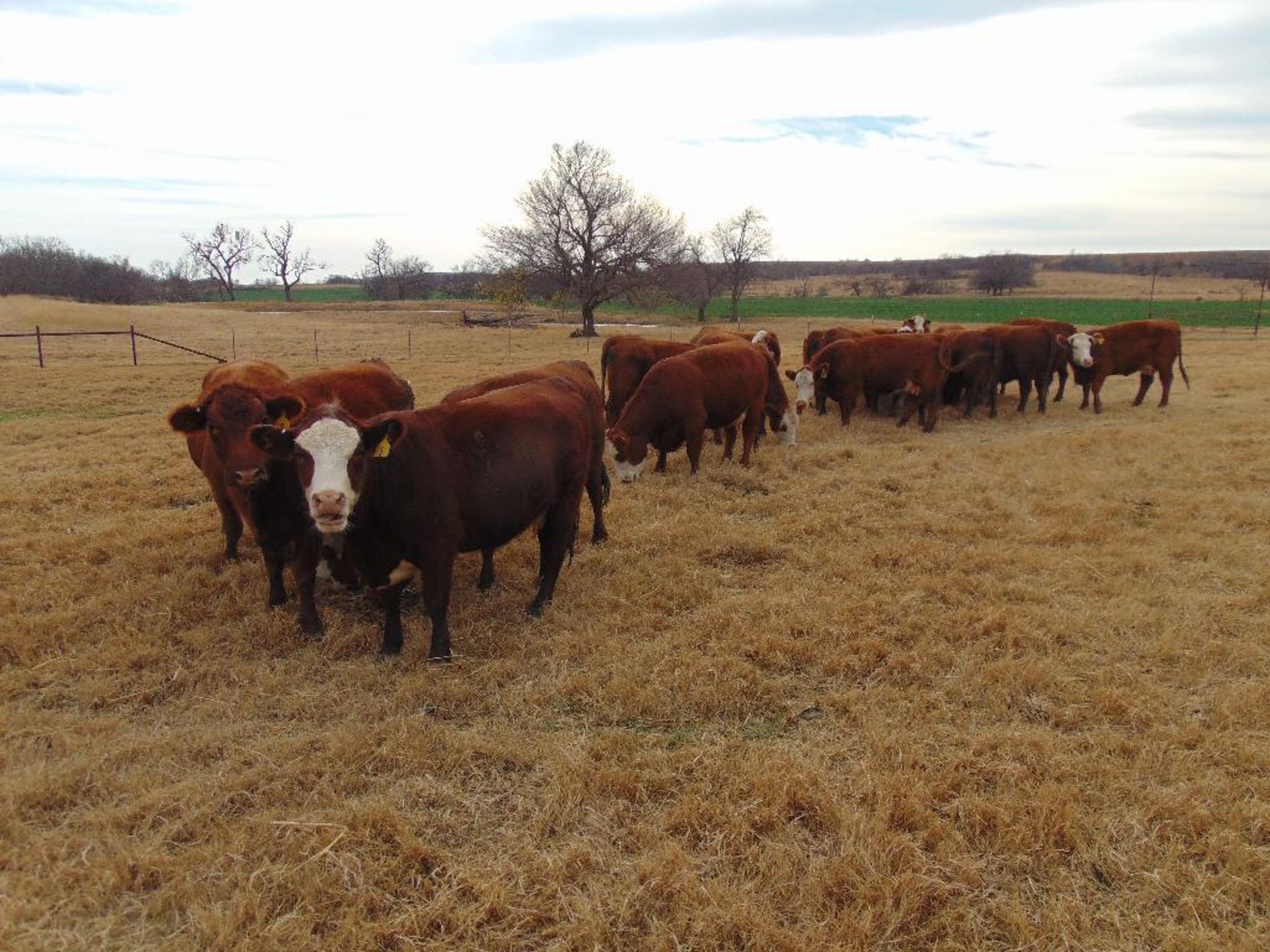 (5) First Calf Pairs, Red & Red Baldy - Image 3 of 24