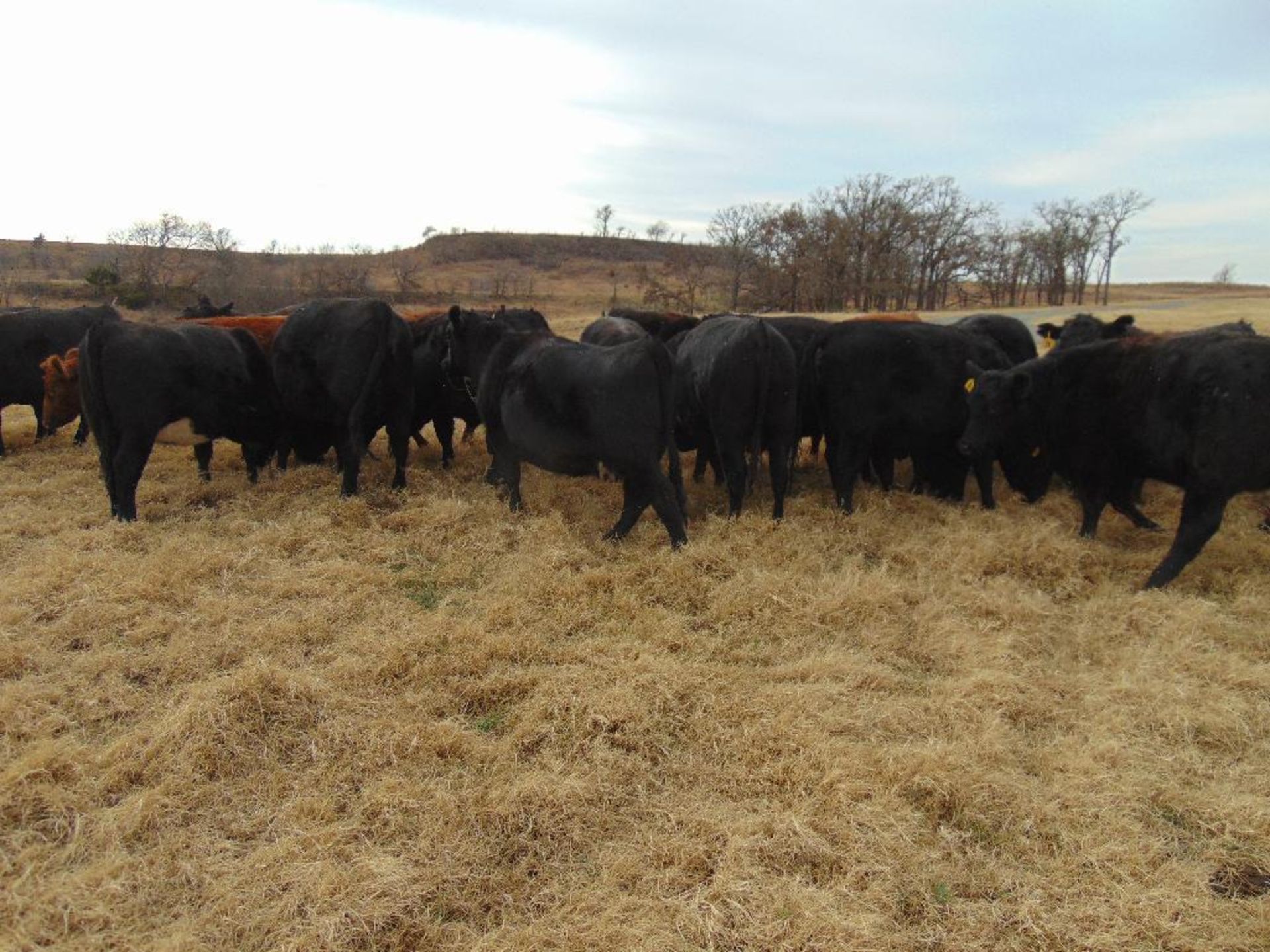 (5) Black First Calf Heifers bred to McIntire Red Angus Bull, should start calving in January, - Image 5 of 24