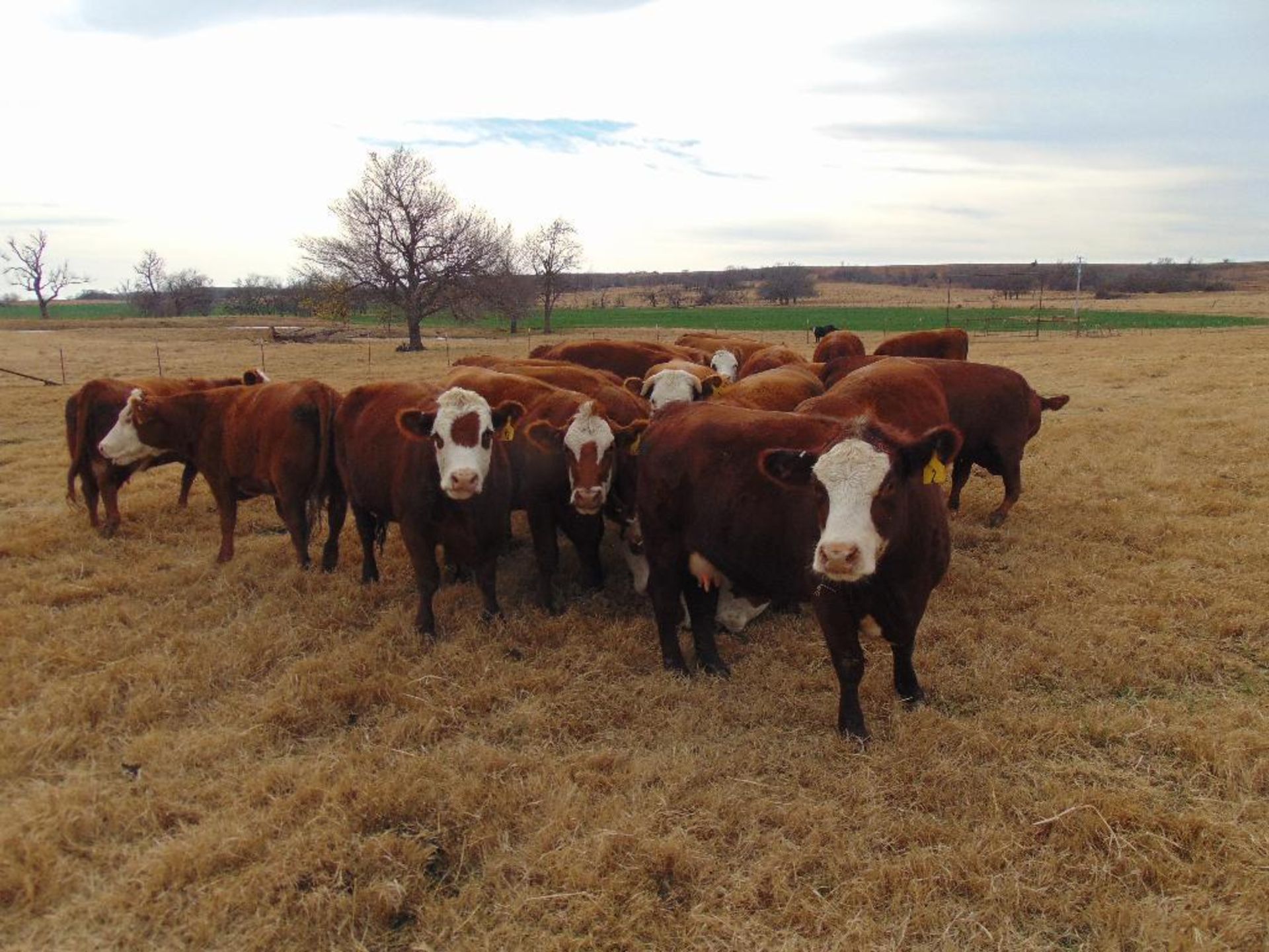 (5) Bred Heifers , Red & Red Baldy - Image 17 of 22