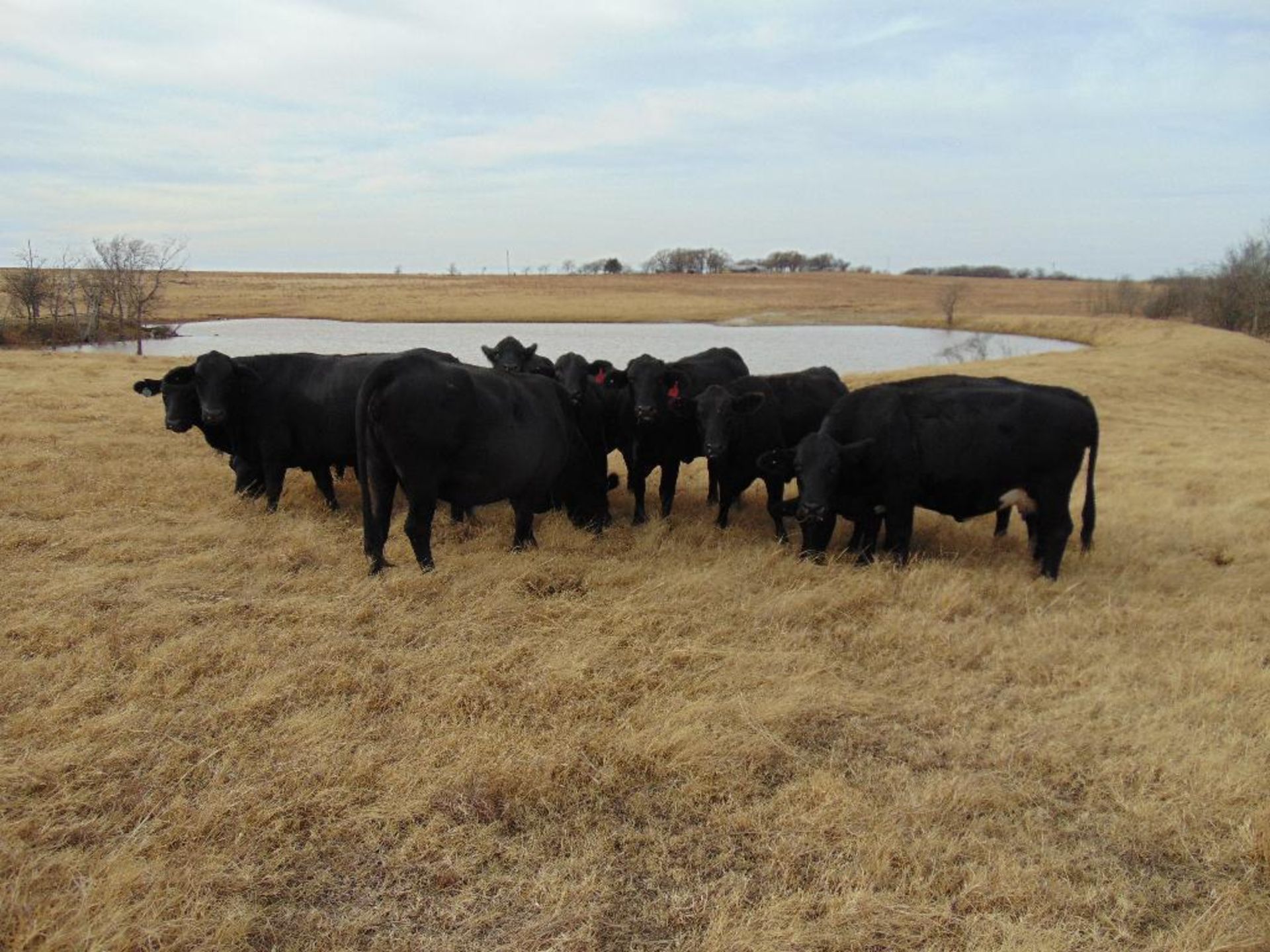 (10) Black Crossbred 5 year old Bred Cows , 3 calves, (2) calves weigh approx 300lbs, (1) baby calf, - Image 4 of 8