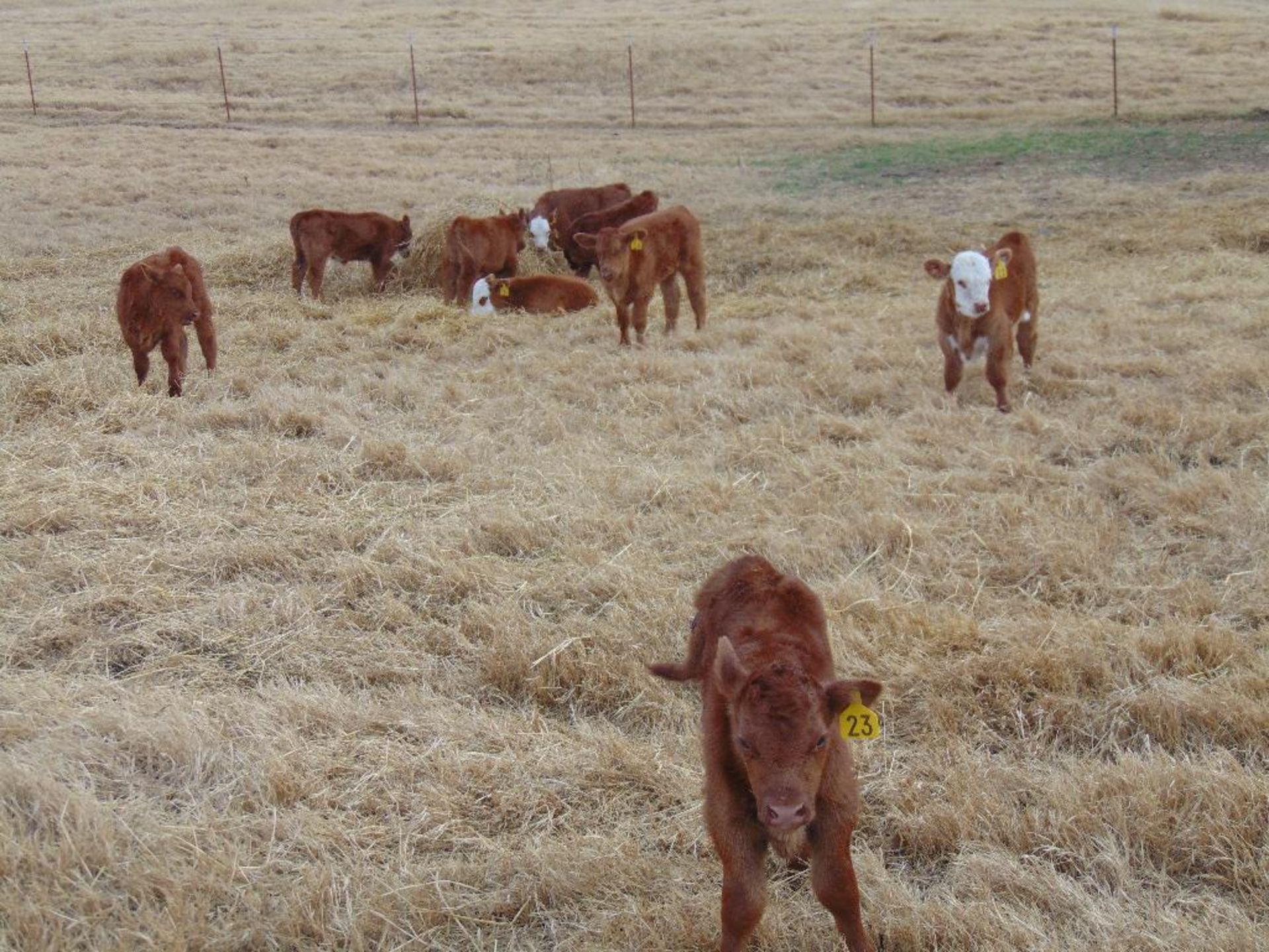 (5) First Calf Pairs, Red & Red Baldy - Image 15 of 24