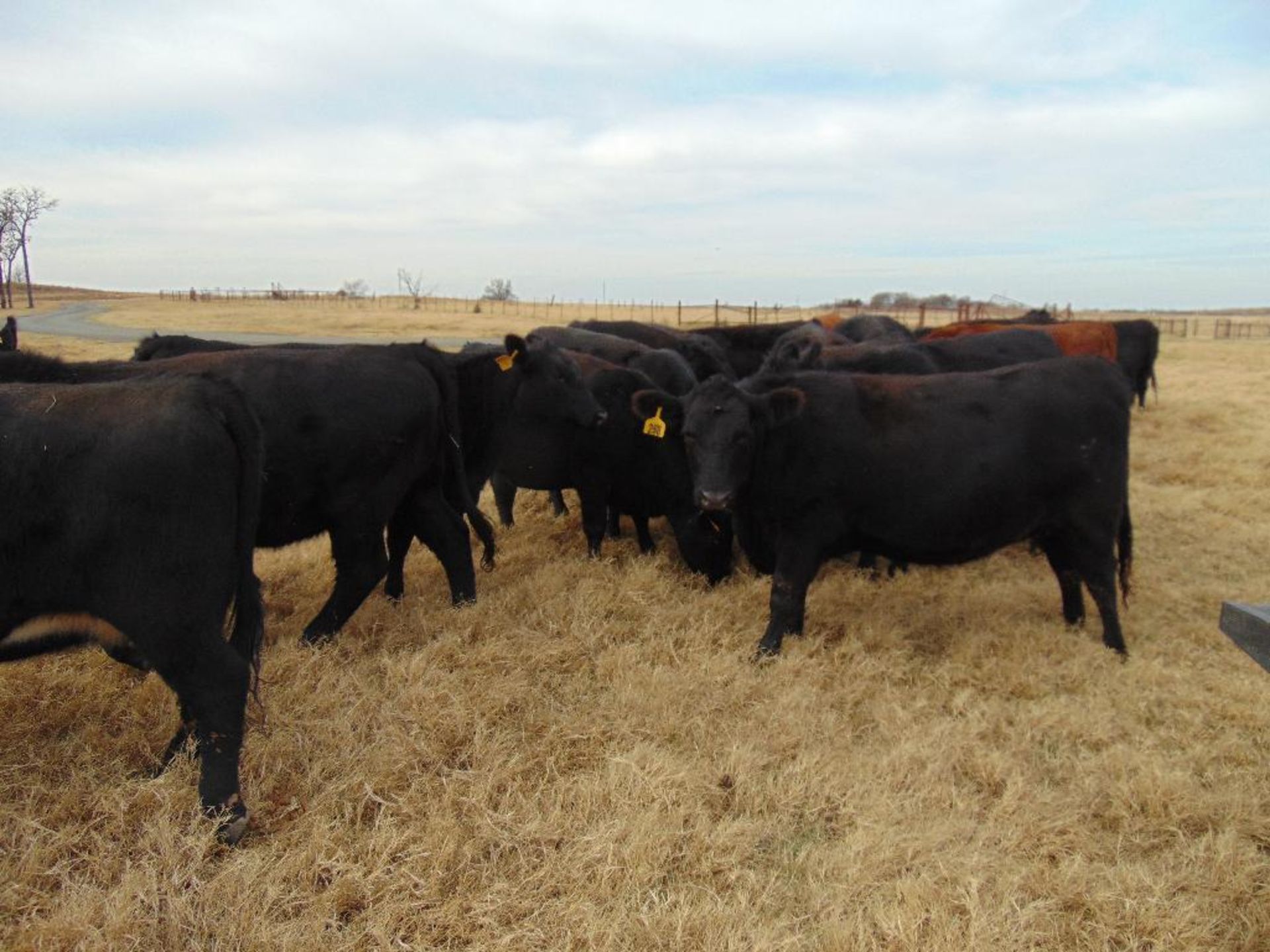 (5) Black First Calf Heifers bred to McIntire Red Angus Bull, should start calving in January, - Image 22 of 24