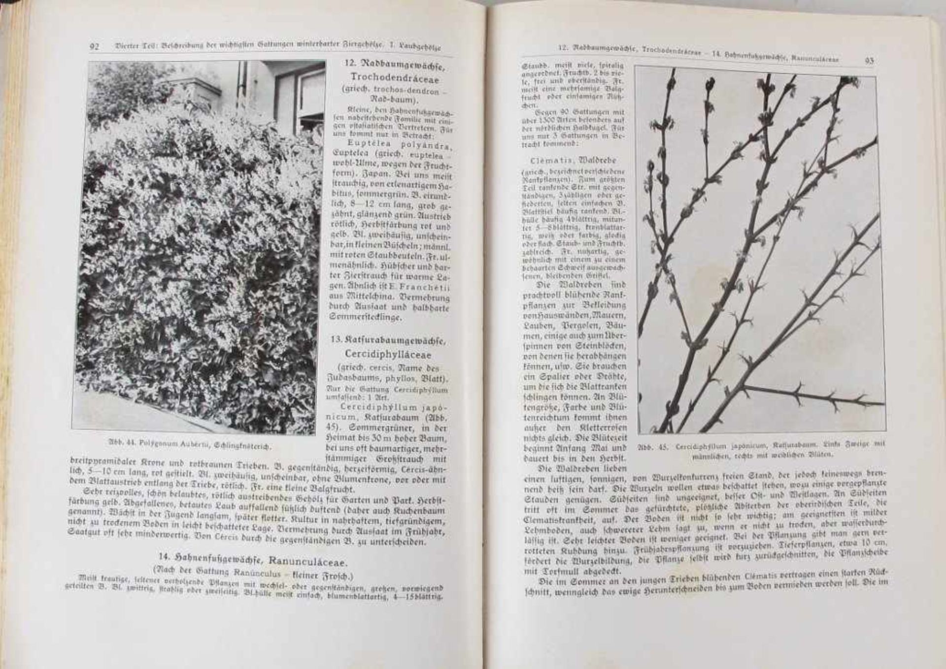 Gartenbau: Boerner, F. Laubgehölze, Rosen und Nadelgehölze. Ein Lehr- und Nachschlagewerk für die - Bild 3 aus 3