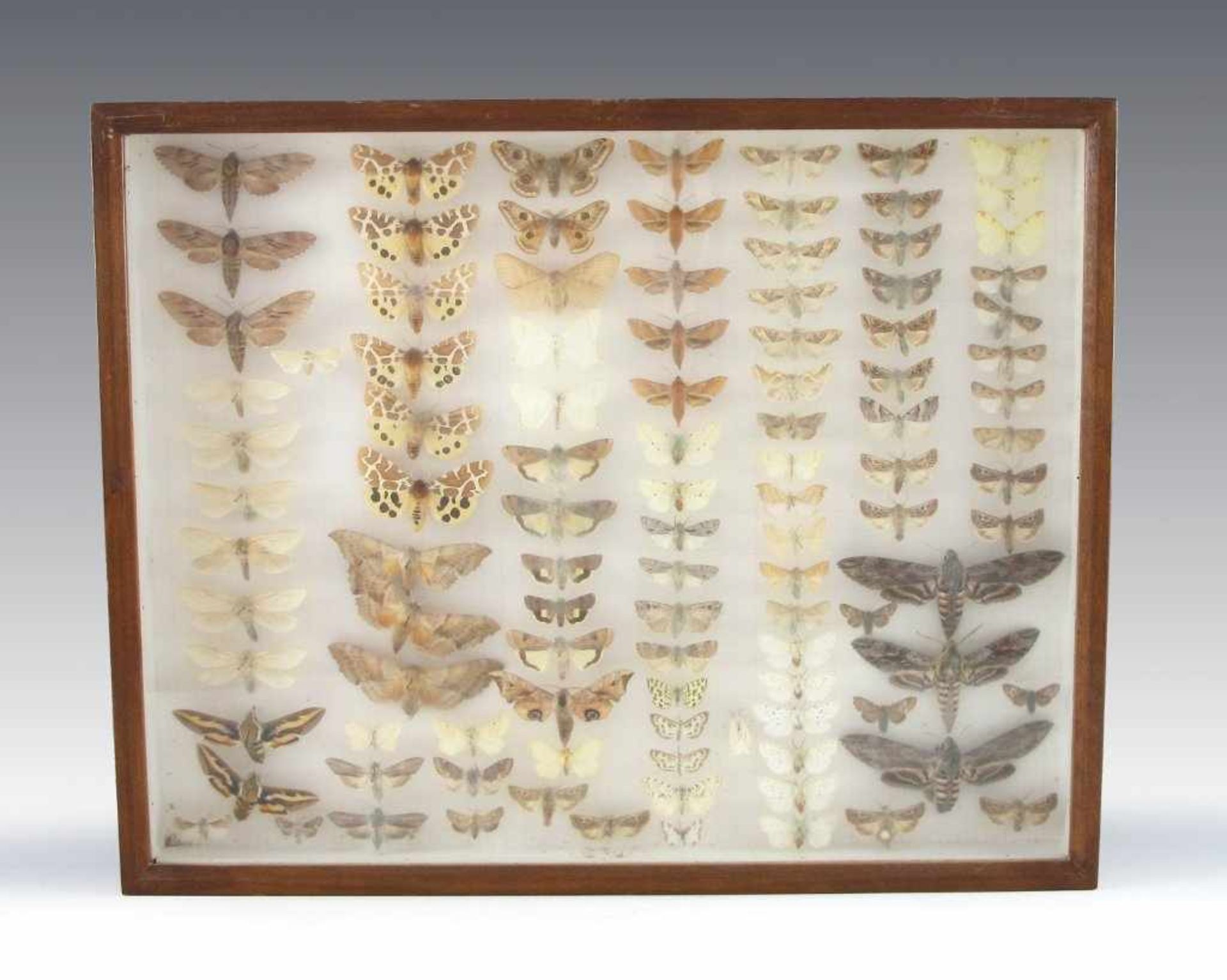Drei Schaukästen mit Schmetterlingen. Kasten jew. 6 x 50 x 50 cm - Bild 3 aus 3