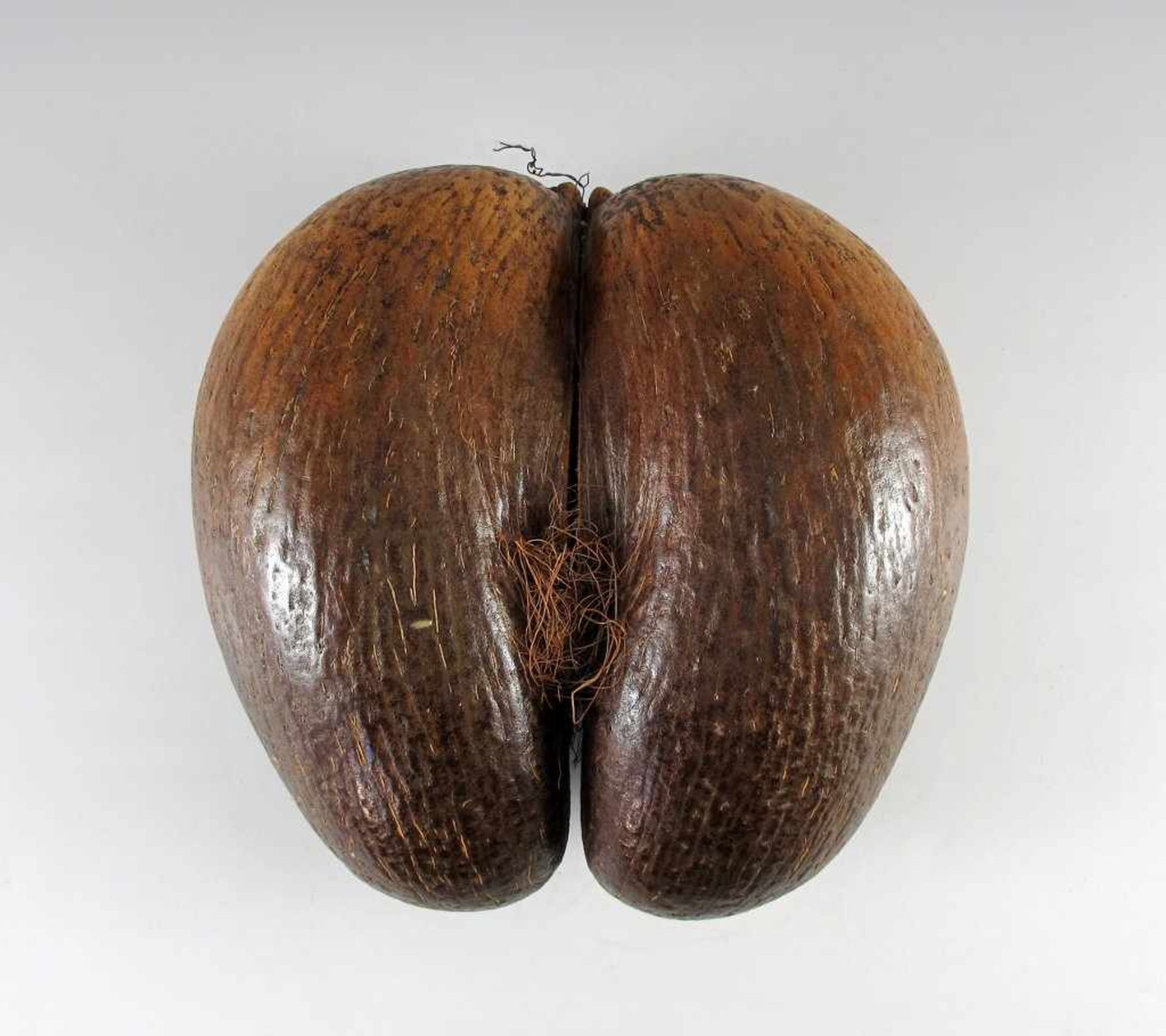 Coco de Mer (Seychellen-Nuss). L 28 cm