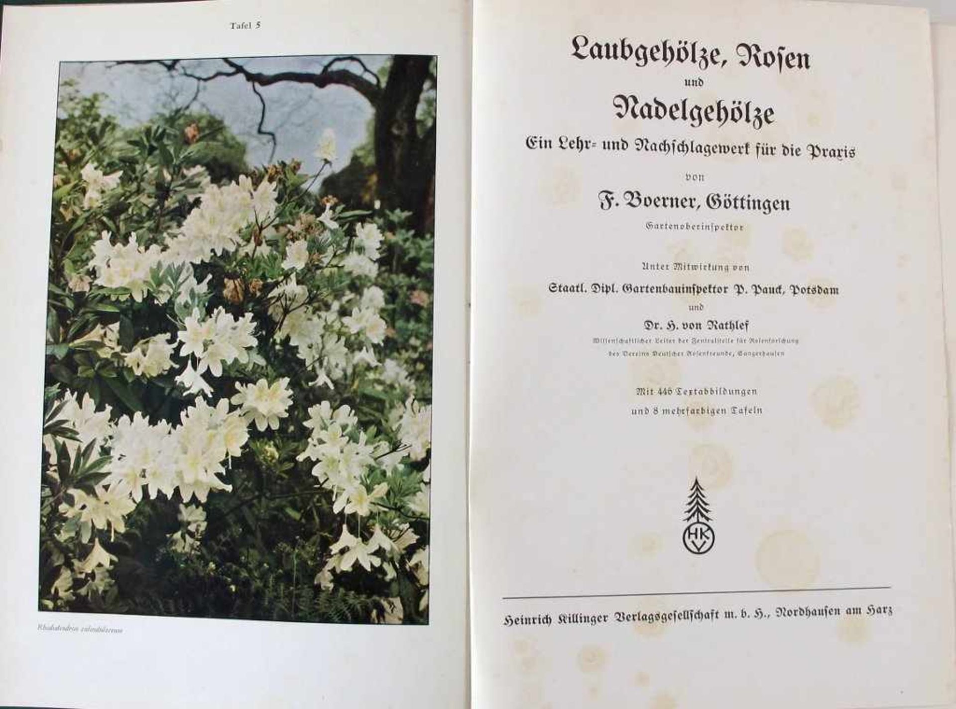 Gartenbau: Boerner, F. Laubgehölze, Rosen und Nadelgehölze. Ein Lehr- und Nachschlagewerk für die - Bild 2 aus 3