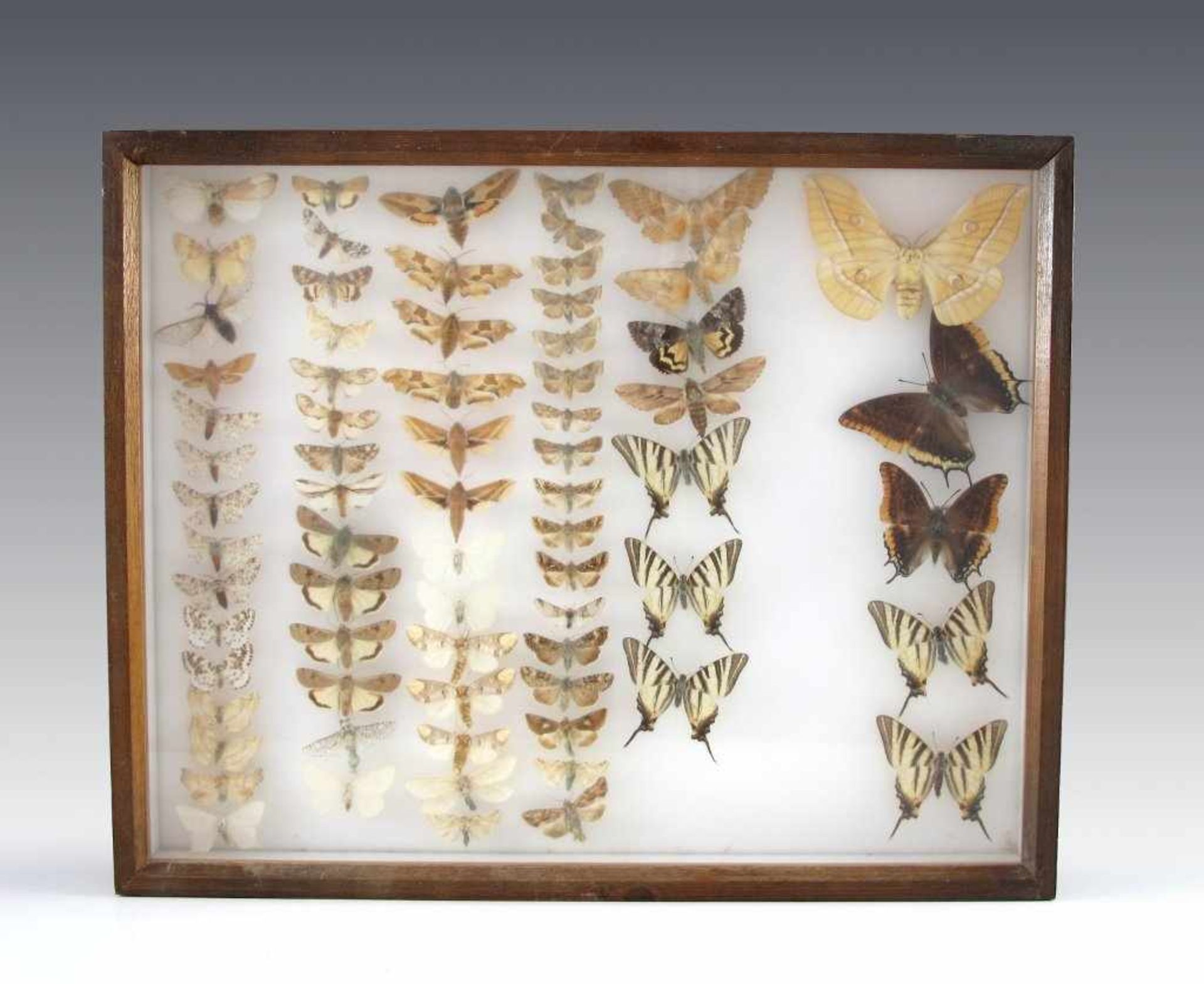 Drei Schaukästen mit Schmetterlingen. Kasten jew. 6 x 50 x 50 cm