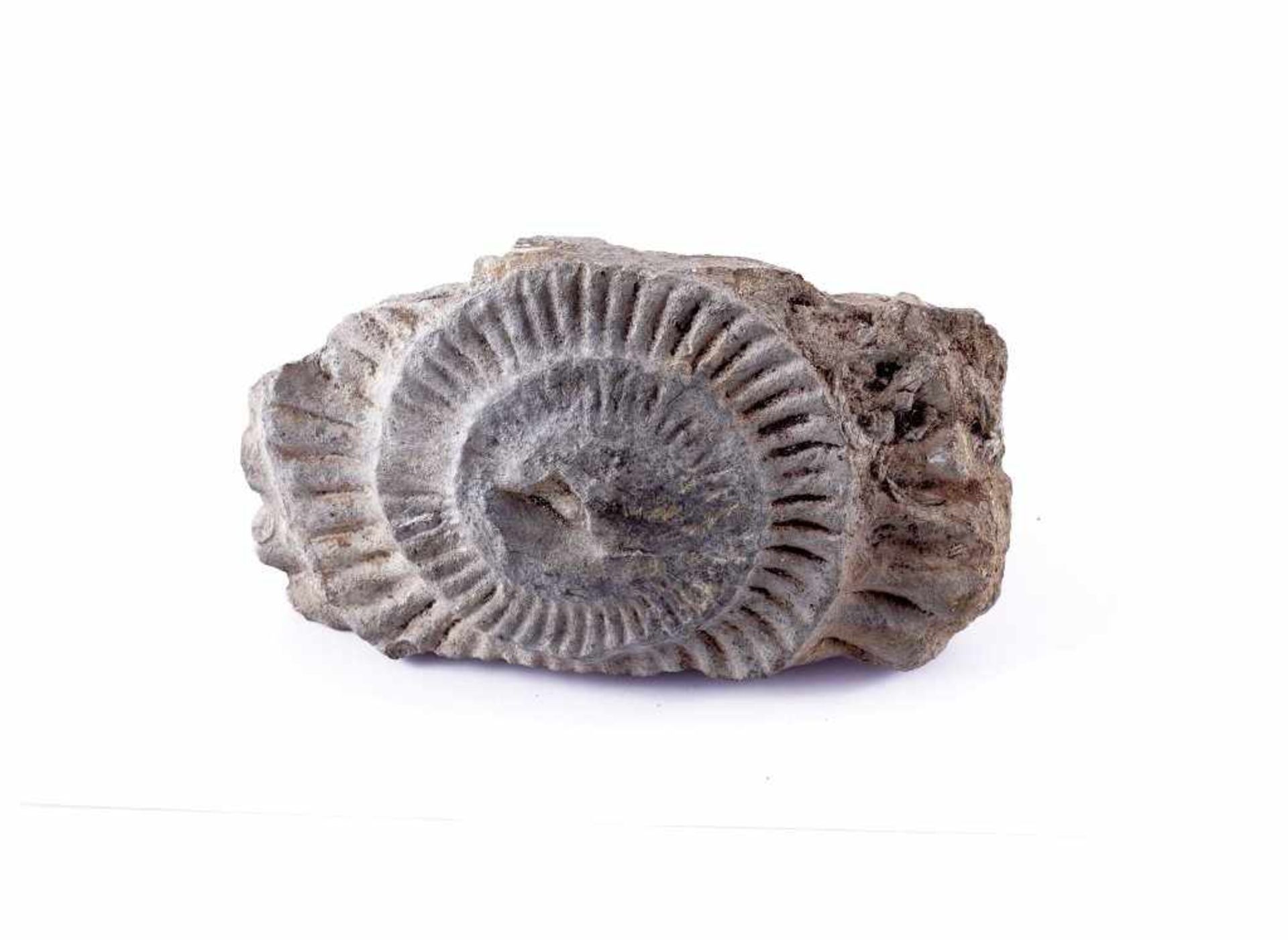 Ammonit in Form einer Nautilusschnecke. 21 x 11,5 cm