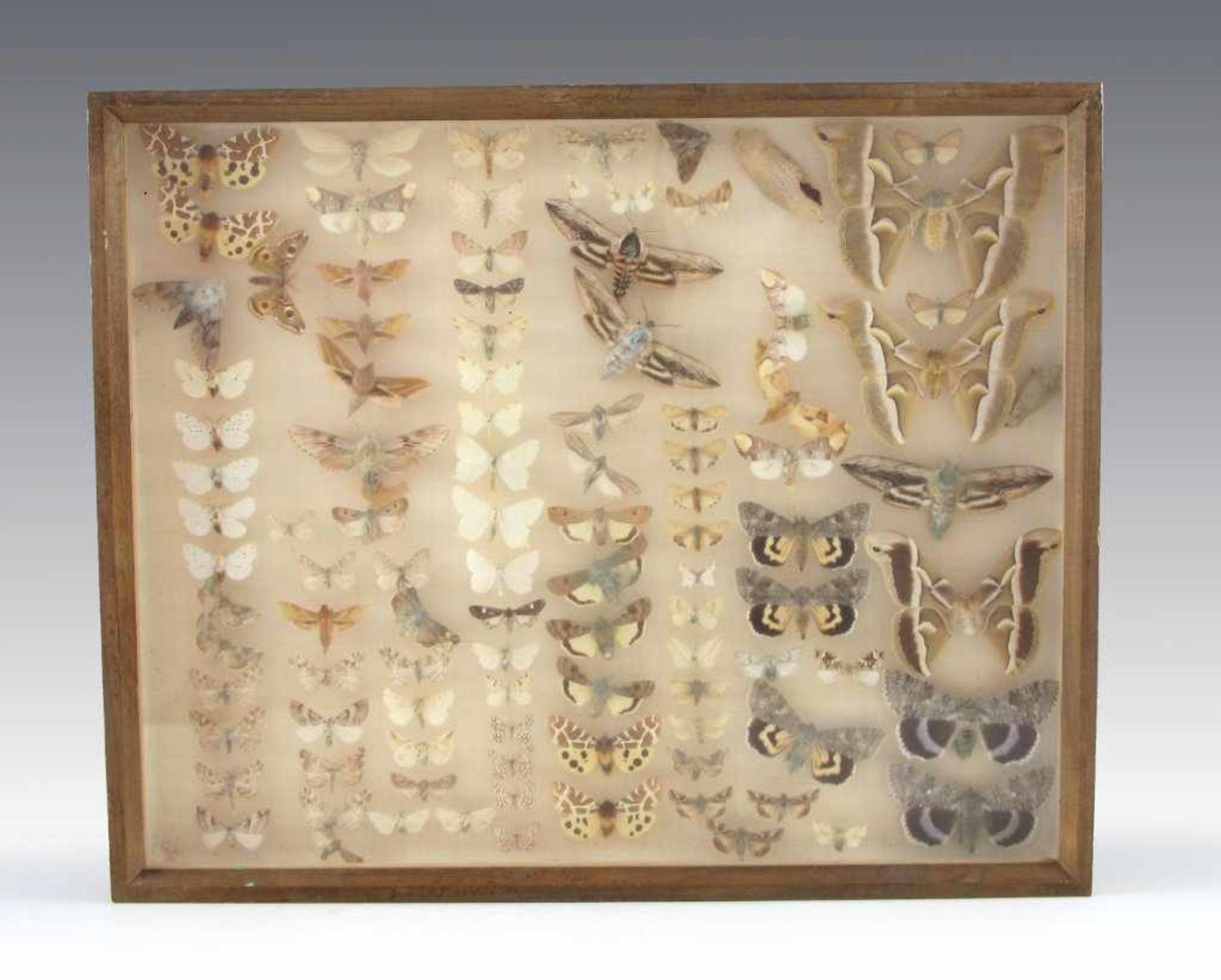 Drei Schaukästen mit Schmetterlingen. Kasten jew. 6 x 50 x 50 cm - Bild 2 aus 3