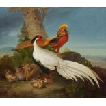NIEDERLANDE 18. Jh. Gold- und Silberfasan mit einer Henne und Küken unter einem Baum Öl auf Lwd. auf