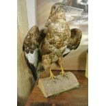 COLLECTABLES - A vintage taxidermy Hawk on log, me