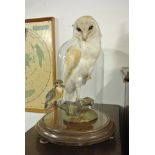 TAXIDERMY - A stunning Antique Taxidermy Owl & Kin